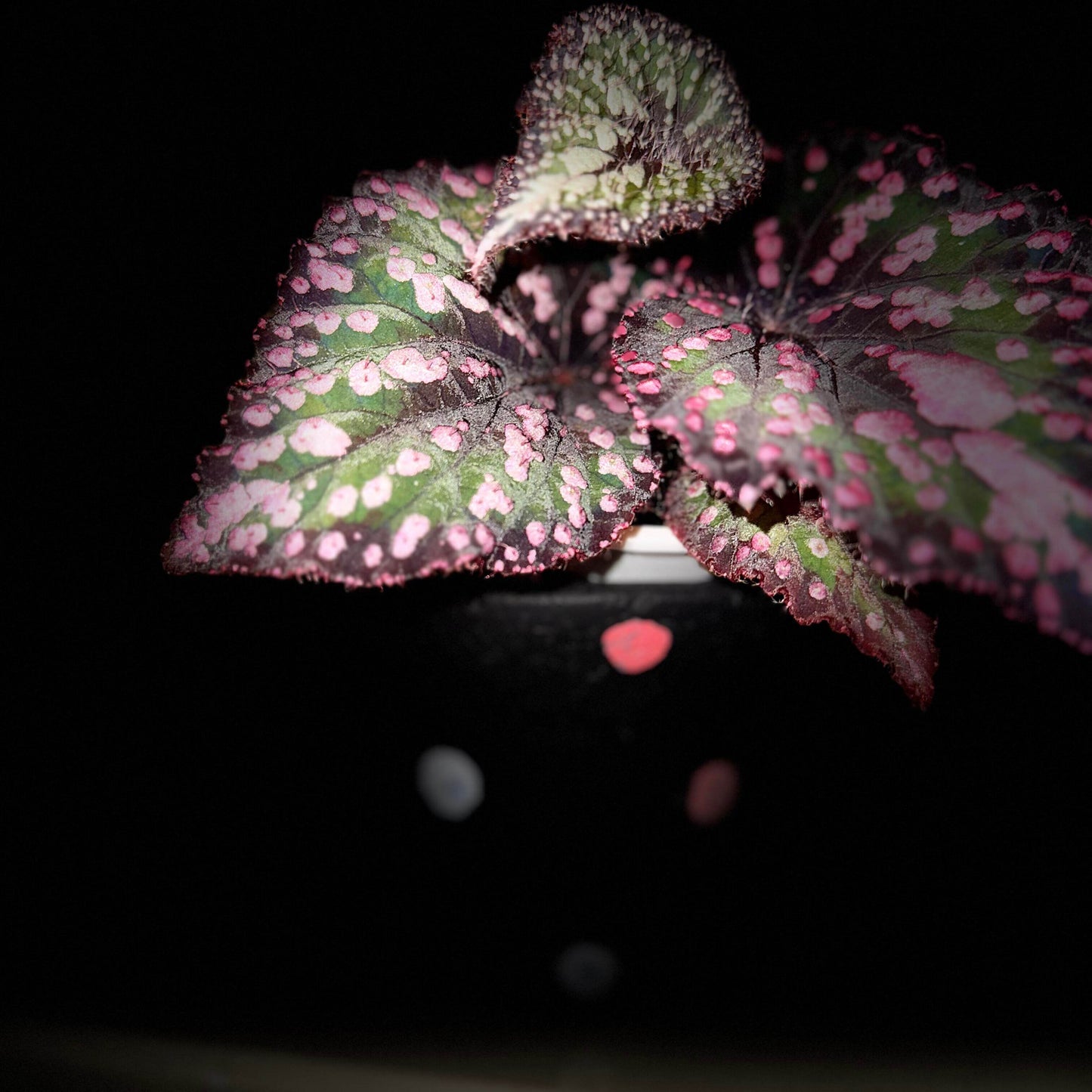 Begonia ‘M&M’s’ is a hybrid begonia with shimmering, heart-shaped leaves. The foliage is primarily green, sprinkled with playful pink speckles of varying sizes that look like candies. Rich brown tones accent the center and edges, creating striking contrast and depth. Under low light, the leaves reflect a subtle bluish glow, adding a magical touch to its appearance.