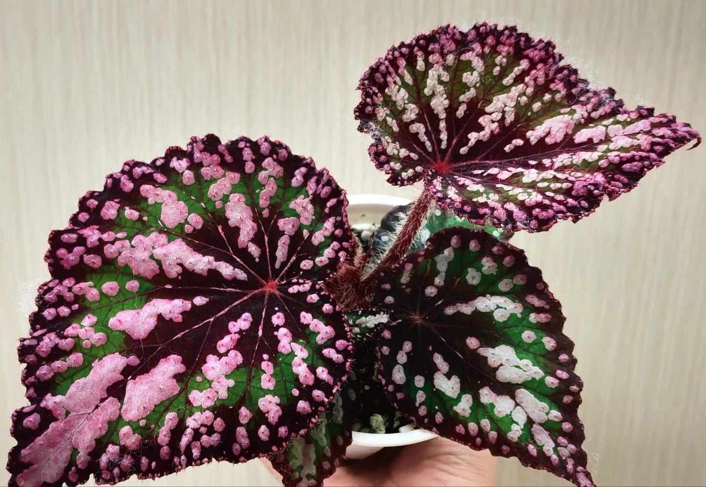 Begonia ‘M&M’s’ is a hybrid begonia with shimmering, heart-shaped leaves. The foliage is primarily green, sprinkled with playful pink speckles of varying sizes that look like candies. Rich brown tones accent the center and edges, creating striking contrast and depth. Under low light, the leaves reflect a subtle bluish glow, adding a magical touch to its appearance.