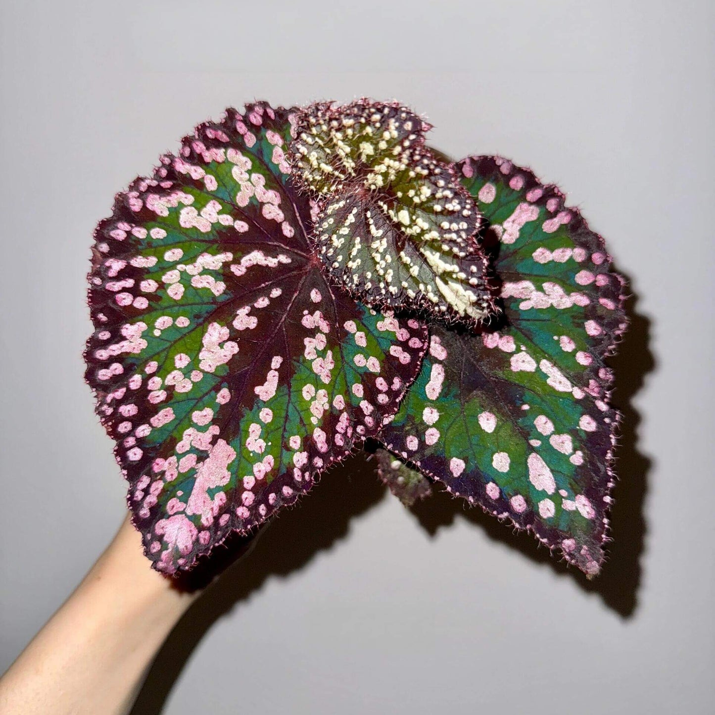 Begonia ‘M&M’s’ is a hybrid begonia with shimmering, heart-shaped leaves. The foliage is primarily green, sprinkled with playful pink speckles of varying sizes that look like candies. Rich brown tones accent the center and edges, creating striking contrast and depth. Under low light, the leaves reflect a subtle bluish glow, adding a magical touch to its appearance.