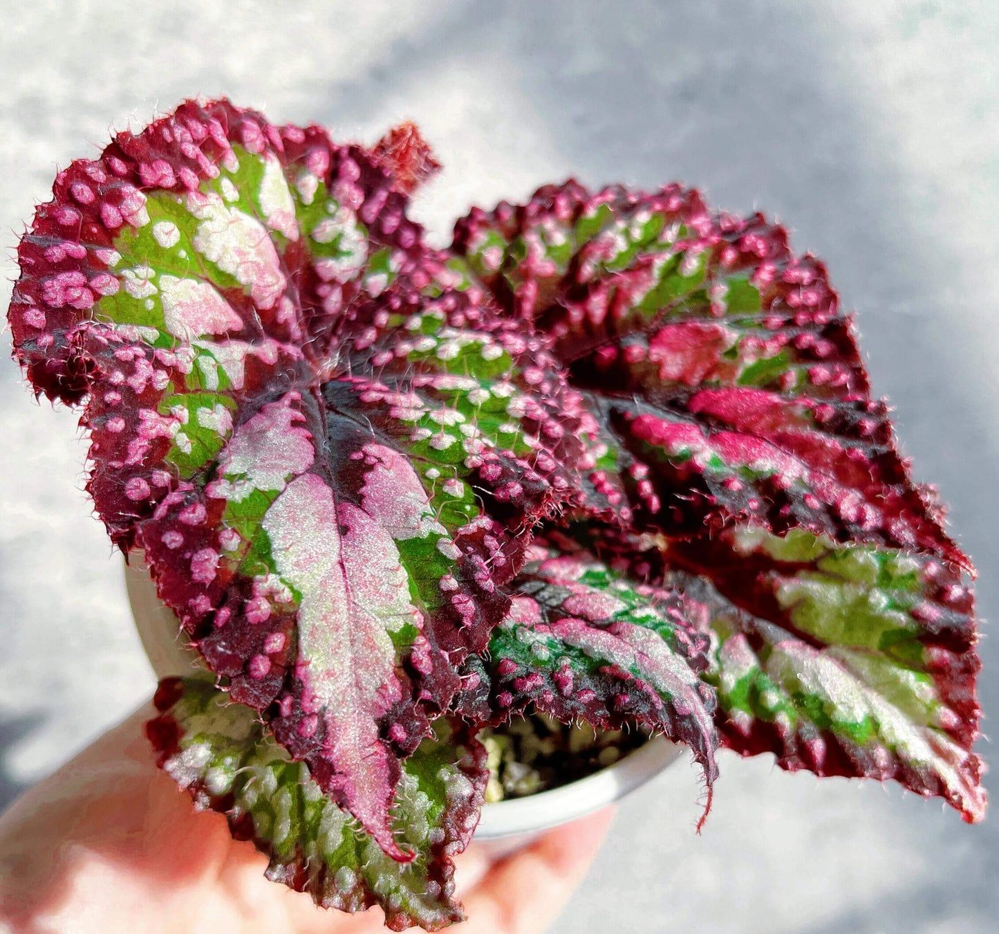 Begonia ‘M&M’s’ is a hybrid begonia with shimmering, heart-shaped leaves. The foliage is primarily green, sprinkled with playful pink speckles of varying sizes that look like candies. Rich brown tones accent the center and edges, creating striking contrast and depth. Under low light, the leaves reflect a subtle bluish glow, adding a magical touch to its appearance.