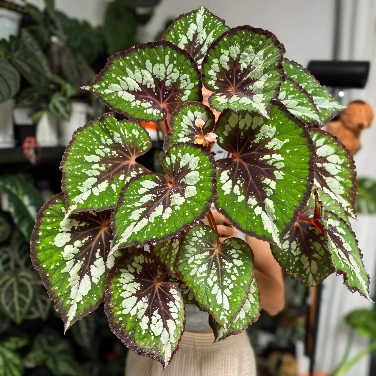 Begonia 'Matcha Chocolate' is a striking ornamental plant admired for its dramatic foliage. Its broad, heart-shaped leaves display a fresh green base, delicately adorned with shimmering silver speckles and intricate silver patterns. Deep chocolate-red veins run through the center, with the same rich hue framing both the leaf’s edges and central axis. This layered contrast of green, silver, and chocolate-red creates a decadent, dessert-like appearance.