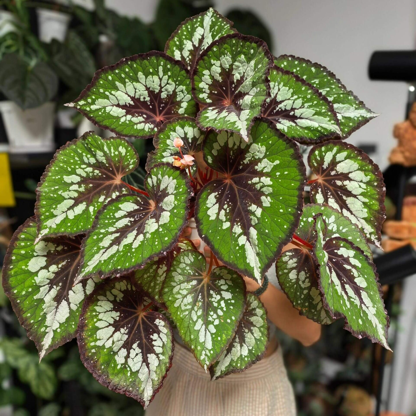 Begonia 'Matcha Chocolate' is a striking ornamental plant admired for its dramatic foliage. Its broad, heart-shaped leaves display a fresh green base, delicately adorned with shimmering silver speckles and intricate silver patterns. Deep chocolate-red veins run through the center, with the same rich hue framing both the leaf’s edges and central axis. This layered contrast of green, silver, and chocolate-red creates a decadent, dessert-like appearance.