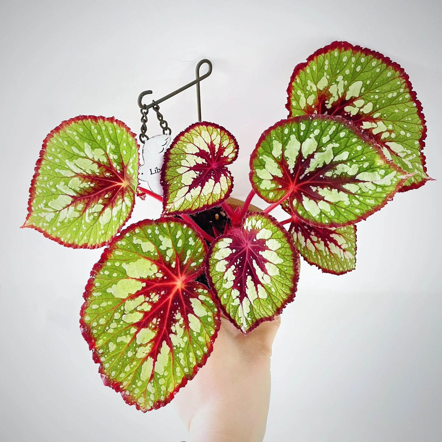Begonia 'Matcha Chocolate' is a striking ornamental plant admired for its dramatic foliage. Its broad, heart-shaped leaves display a fresh green base, delicately adorned with shimmering silver speckles and intricate silver patterns. Deep chocolate-red veins run through the center, with the same rich hue framing both the leaf’s edges and central axis. This layered contrast of green, silver, and chocolate-red creates a decadent, dessert-like appearance.