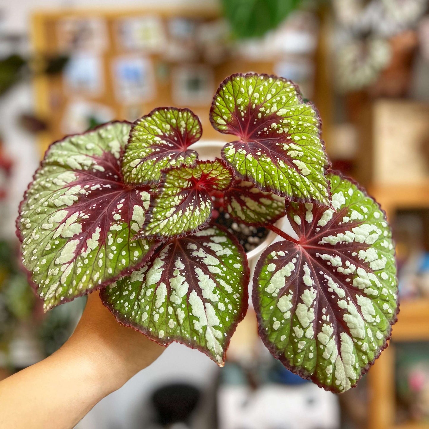 Begonia 'Matcha Chocolate' is a striking ornamental plant admired for its dramatic foliage. Its broad, heart-shaped leaves display a fresh green base, delicately adorned with shimmering silver speckles and intricate silver patterns. Deep chocolate-red veins run through the center, with the same rich hue framing both the leaf’s edges and central axis. This layered contrast of green, silver, and chocolate-red creates a decadent, dessert-like appearance.