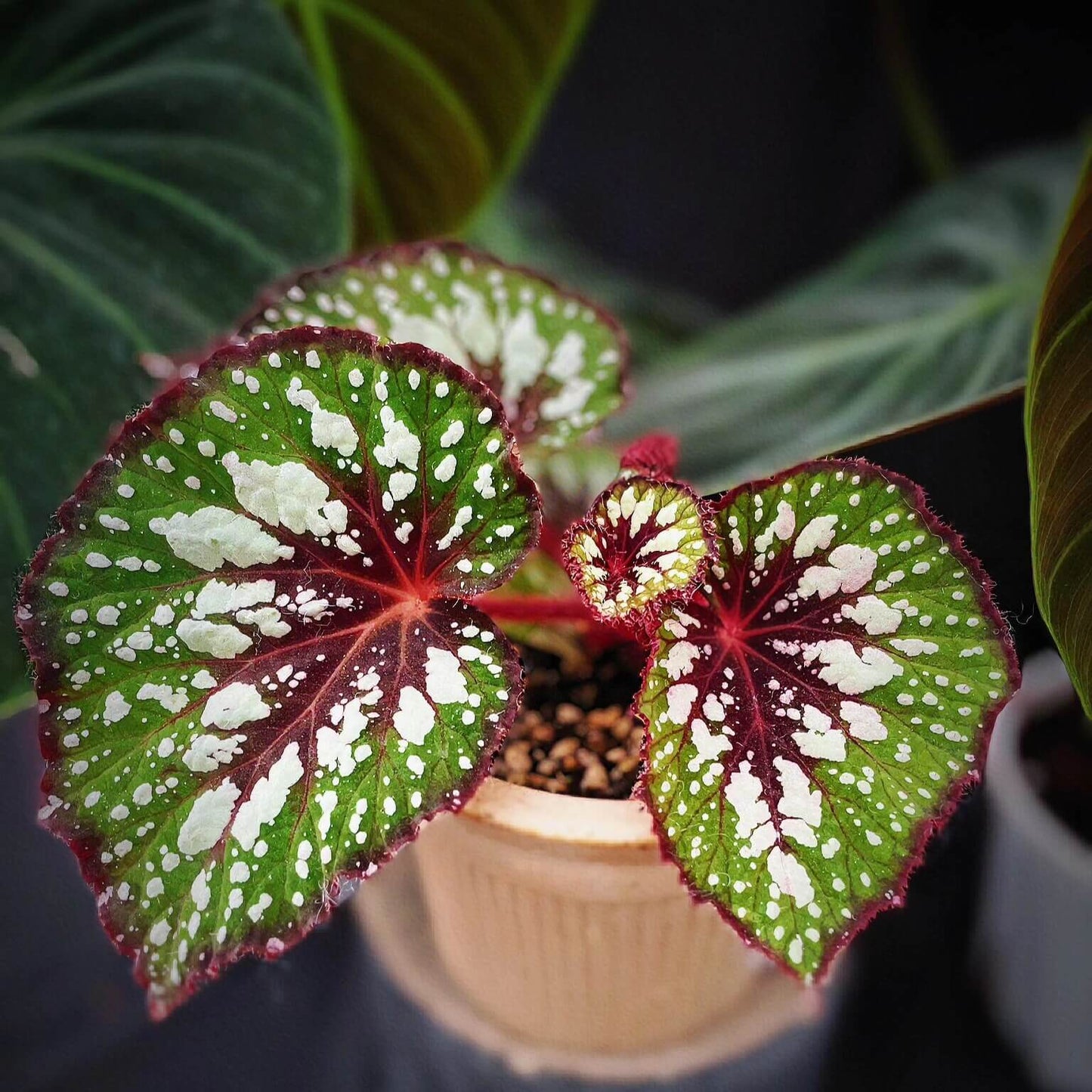Begonia 'Matcha Chocolate' is a striking ornamental plant admired for its dramatic foliage. Its broad, heart-shaped leaves display a fresh green base, delicately adorned with shimmering silver speckles and intricate silver patterns. Deep chocolate-red veins run through the center, with the same rich hue framing both the leaf’s edges and central axis. This layered contrast of green, silver, and chocolate-red creates a decadent, dessert-like appearance.