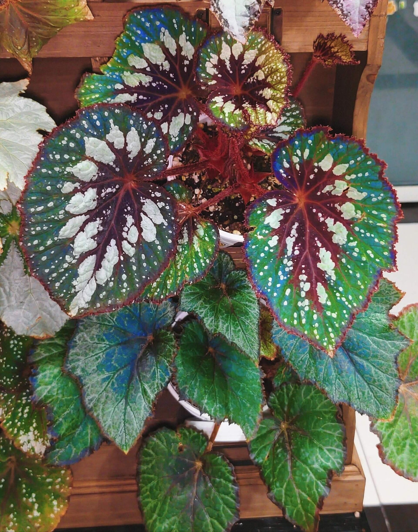 Begonia 'Matcha Chocolate' is a striking ornamental plant admired for its dramatic foliage. Its broad, heart-shaped leaves display a fresh green base, delicately adorned with shimmering silver speckles and intricate silver patterns. Deep chocolate-red veins run through the center, with the same rich hue framing both the leaf’s edges and central axis. This layered contrast of green, silver, and chocolate-red creates a decadent, dessert-like appearance.