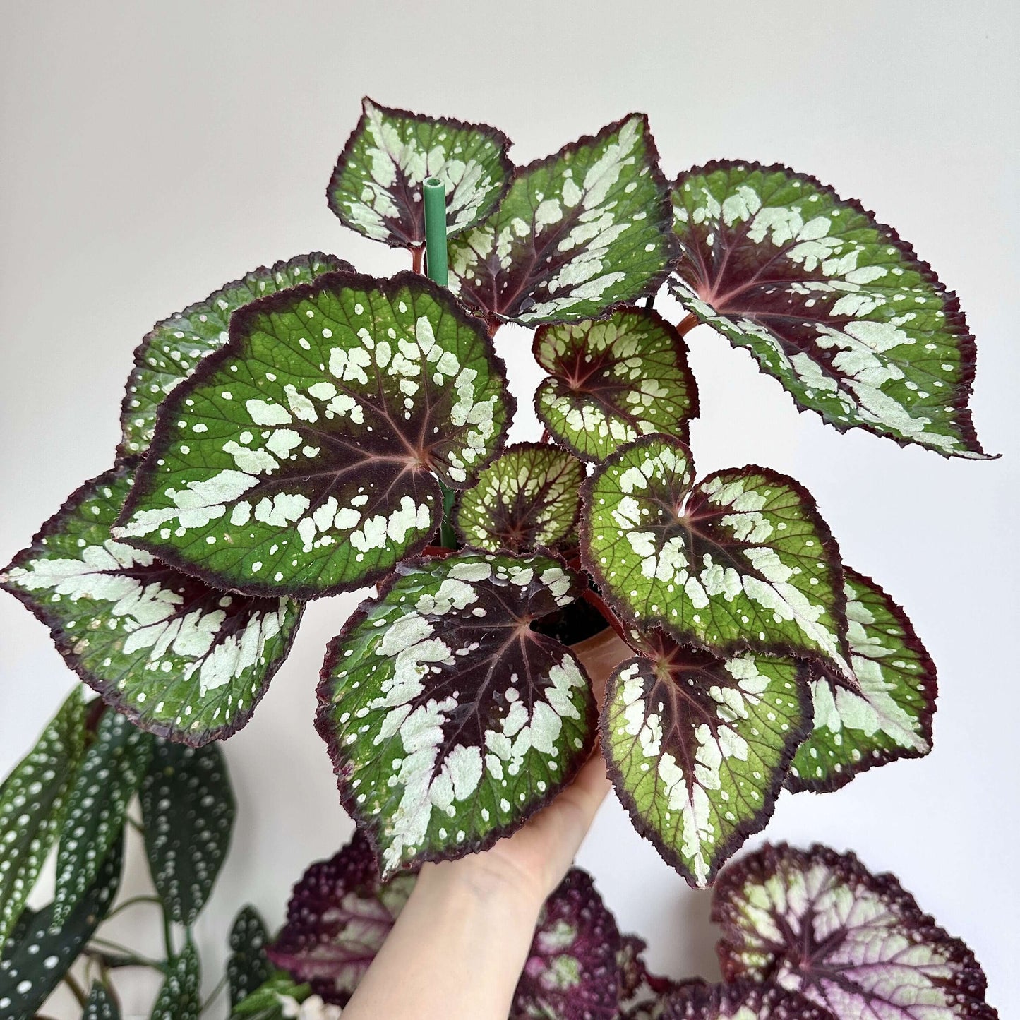 Begonia 'Matcha Chocolate' is a striking ornamental plant admired for its dramatic foliage. Its broad, heart-shaped leaves display a fresh green base, delicately adorned with shimmering silver speckles and intricate silver patterns. Deep chocolate-red veins run through the center, with the same rich hue framing both the leaf’s edges and central axis. This layered contrast of green, silver, and chocolate-red creates a decadent, dessert-like appearance.