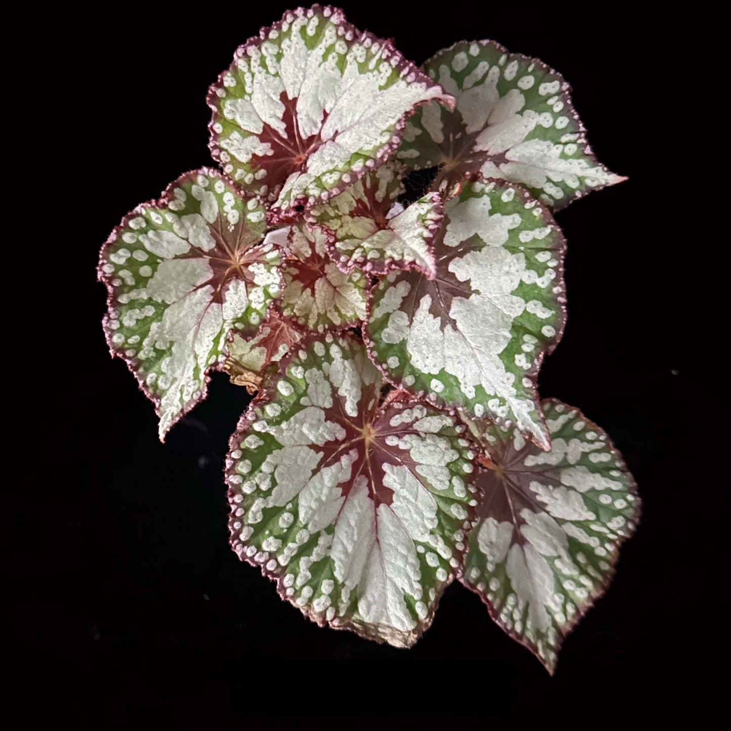 Begonia ‘Matcha Ice Cream’ is a striking foliage begonia named for its refreshing, dessert-like appearance. Its heart-shaped leaves are painted in silvery white and soft green patterns, reminiscent of swirls of matcha and cream. Deep red veins radiate from the center, adding contrast and depth, while the rich purplish-red edges accentuate its refined beauty.