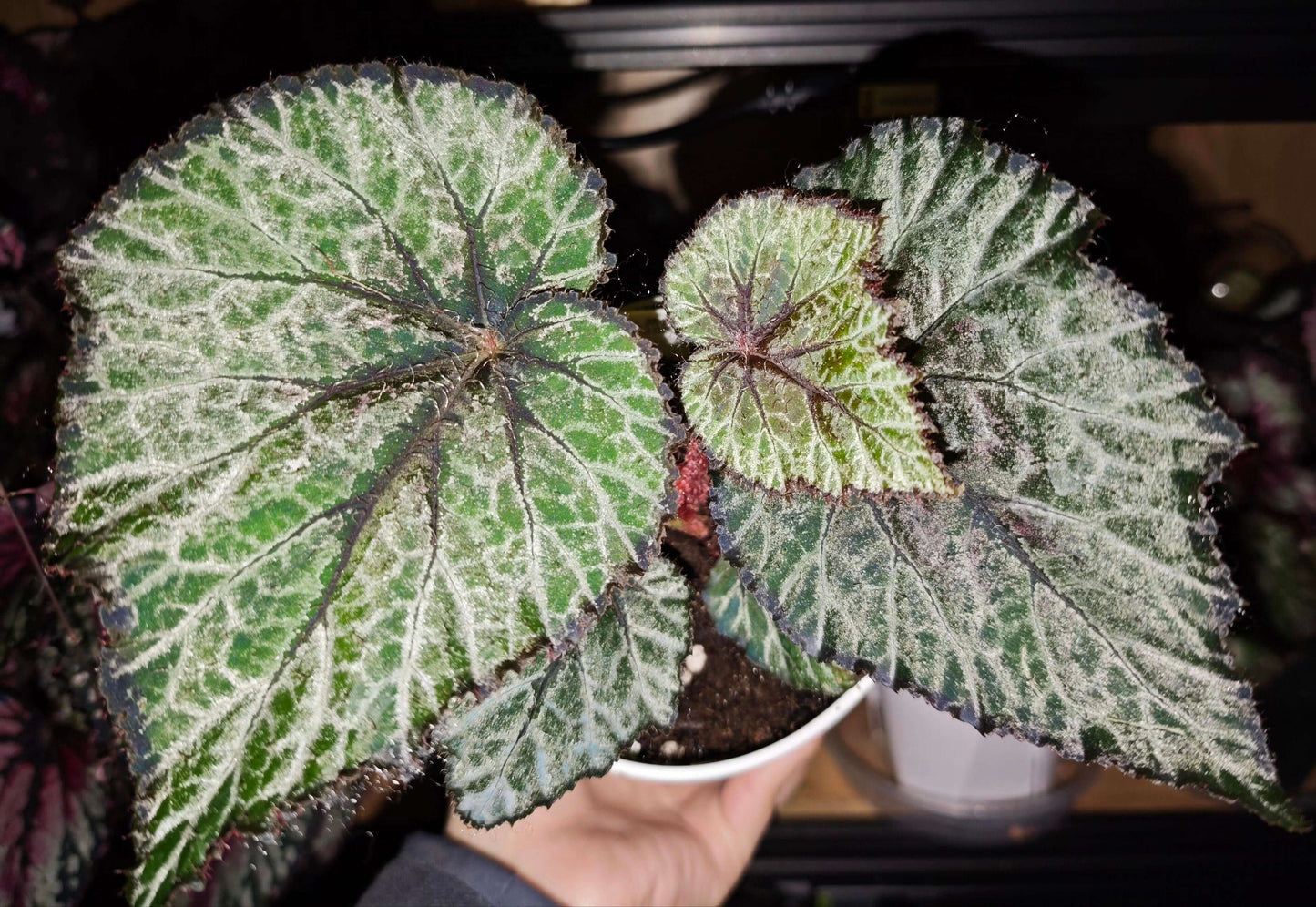 Begonia 'Miss Louisiana' is a striking rex begonia that features beautiful silver and olive-green patterned leaves with a unique red dot at the petiole attachment. This plant is a compact and low-maintenance variety that thrives in indoor spaces. Its distinctive foliage, coupled with its easy-care nature, makes it an excellent addition to any plant lover's collection.