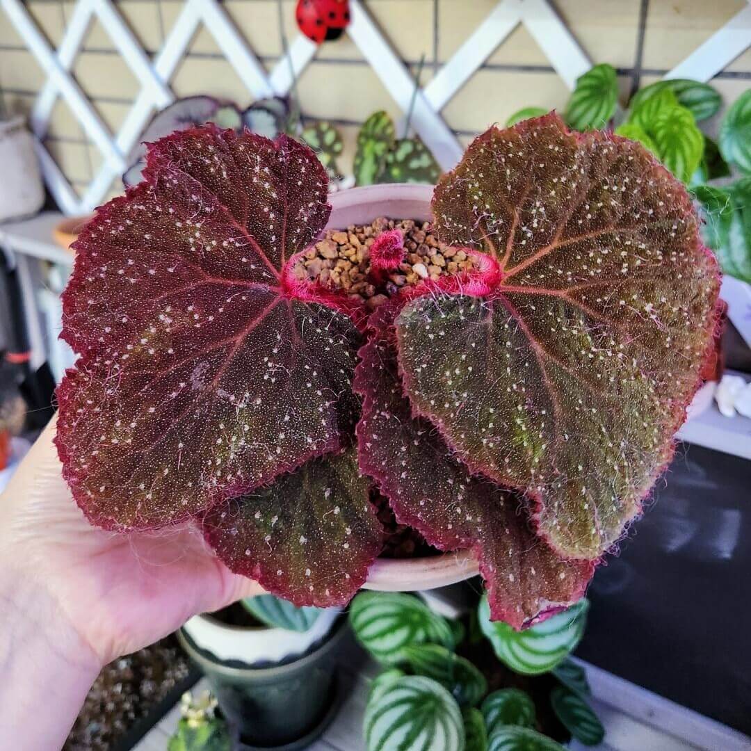 Begonia 'Moulin Rouge' is a striking begonia variety native to Ukraine, known for its dramatic and multi-toned foliage. The leaves transition from green to a deep, almost black hue, giving it a bold, sophisticated look. The surface of the leaves is covered in soft, velvety hairs, and tiny dots add an extra layer of texture. The stems and the underside of the leaves are a vibrant red, which contrasts beautifully with the dark foliage, making it a stunning focal point in any room.