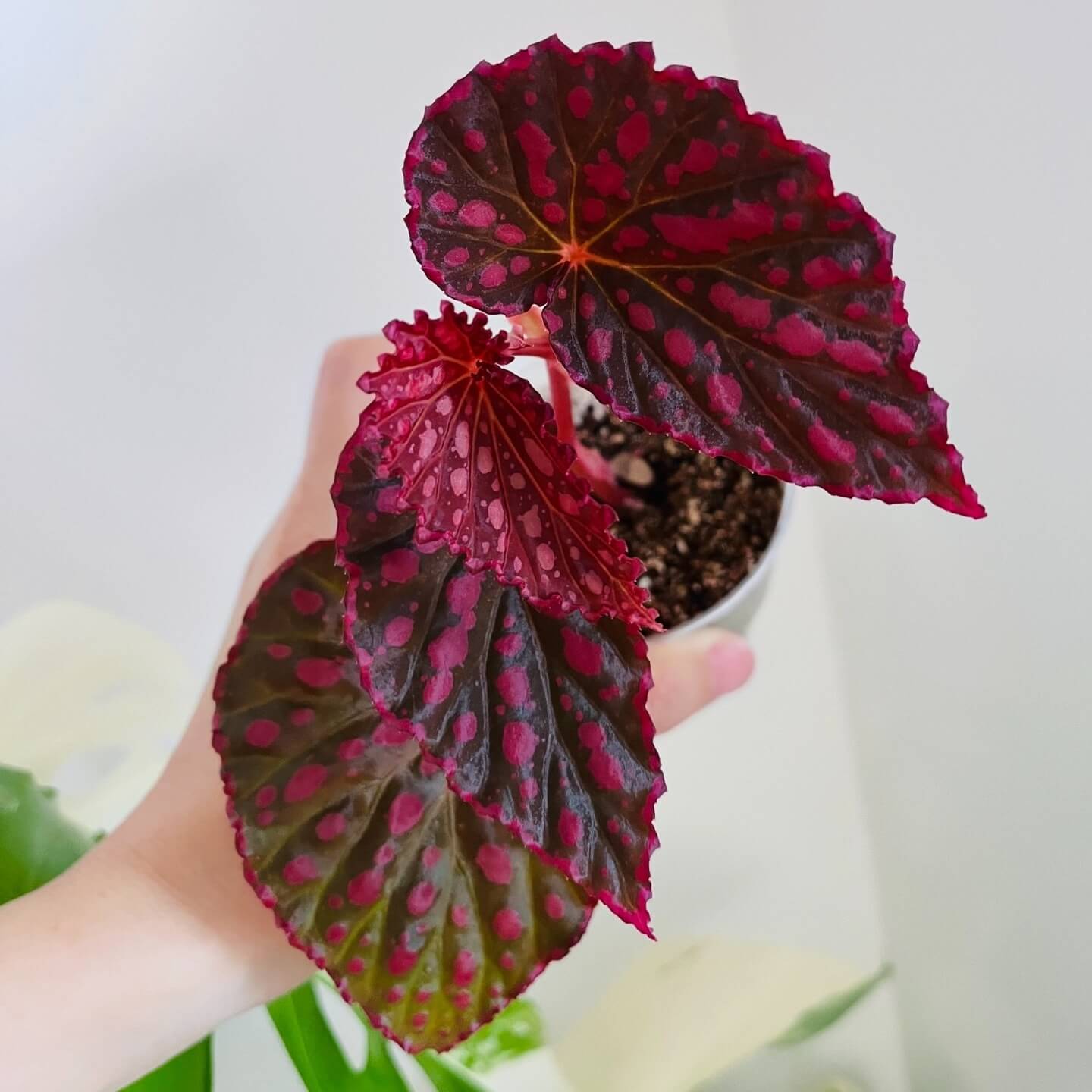 Begonia (Negroensis x Chlorosticta) is a striking hybrid Begonia that combines the unique traits of its parent plants. Its deep green leaves are adorned with vibrant pink spots, and the edges of the leaves are lined with a soft pink border, creating a beautiful contrast. This Begonia is a perfect addition to any indoor space, bringing both elegance and color with minimal maintenance required.
