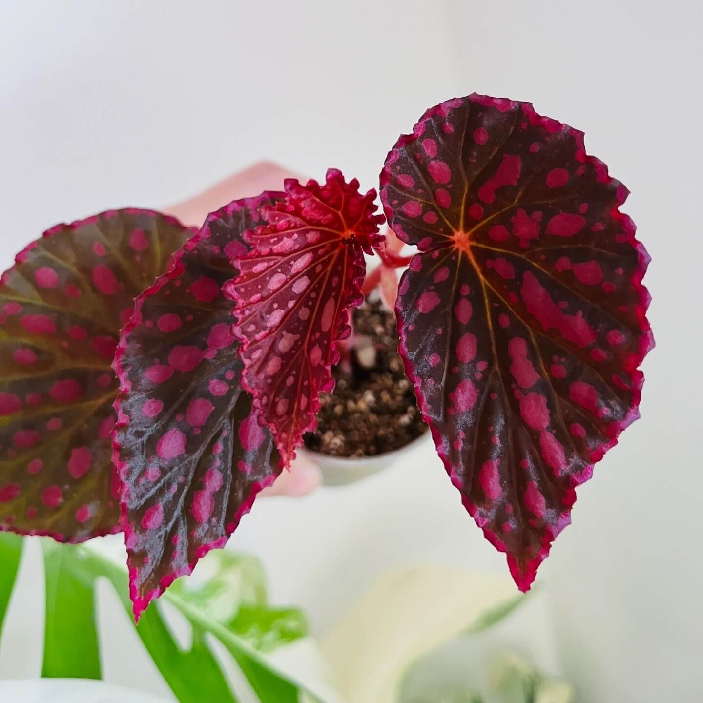 Begonia (Negroensis x Chlorosticta) is a striking hybrid Begonia that combines the unique traits of its parent plants. Its deep green leaves are adorned with vibrant pink spots, and the edges of the leaves are lined with a soft pink border, creating a beautiful contrast. This Begonia is a perfect addition to any indoor space, bringing both elegance and color with minimal maintenance required.