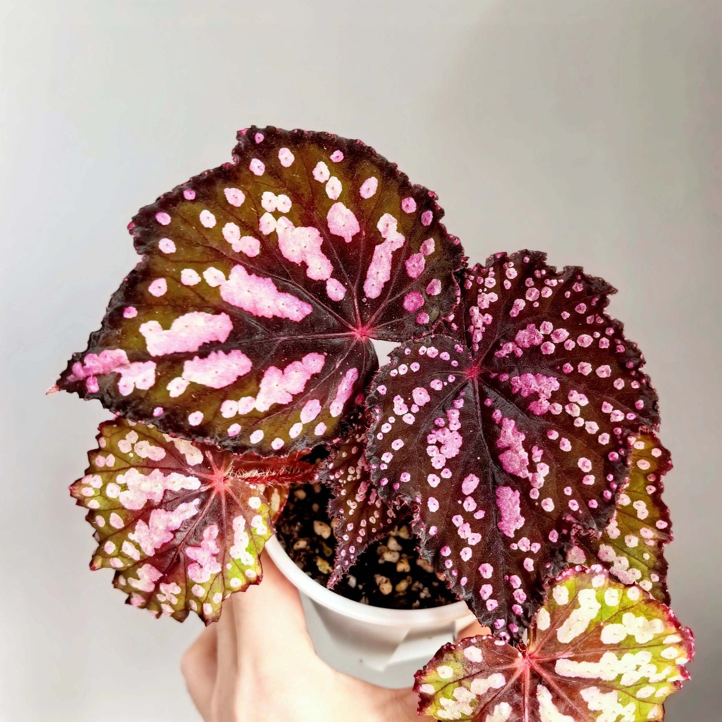 Begonia “Pop Rocks” is a dazzling hybrid begonia known for its playful, candy-like foliage. The heart-shaped leaves shimmer with a deep burgundy to emerald base, scattered with iridescent pink and silver speckles that resemble tiny bursts of sparkling candy. In natural daylight, the plant glows with rich green and red hues, while in lower light, its leaves reveal a striking turquoise sheen — almost like a hidden layer of magic.