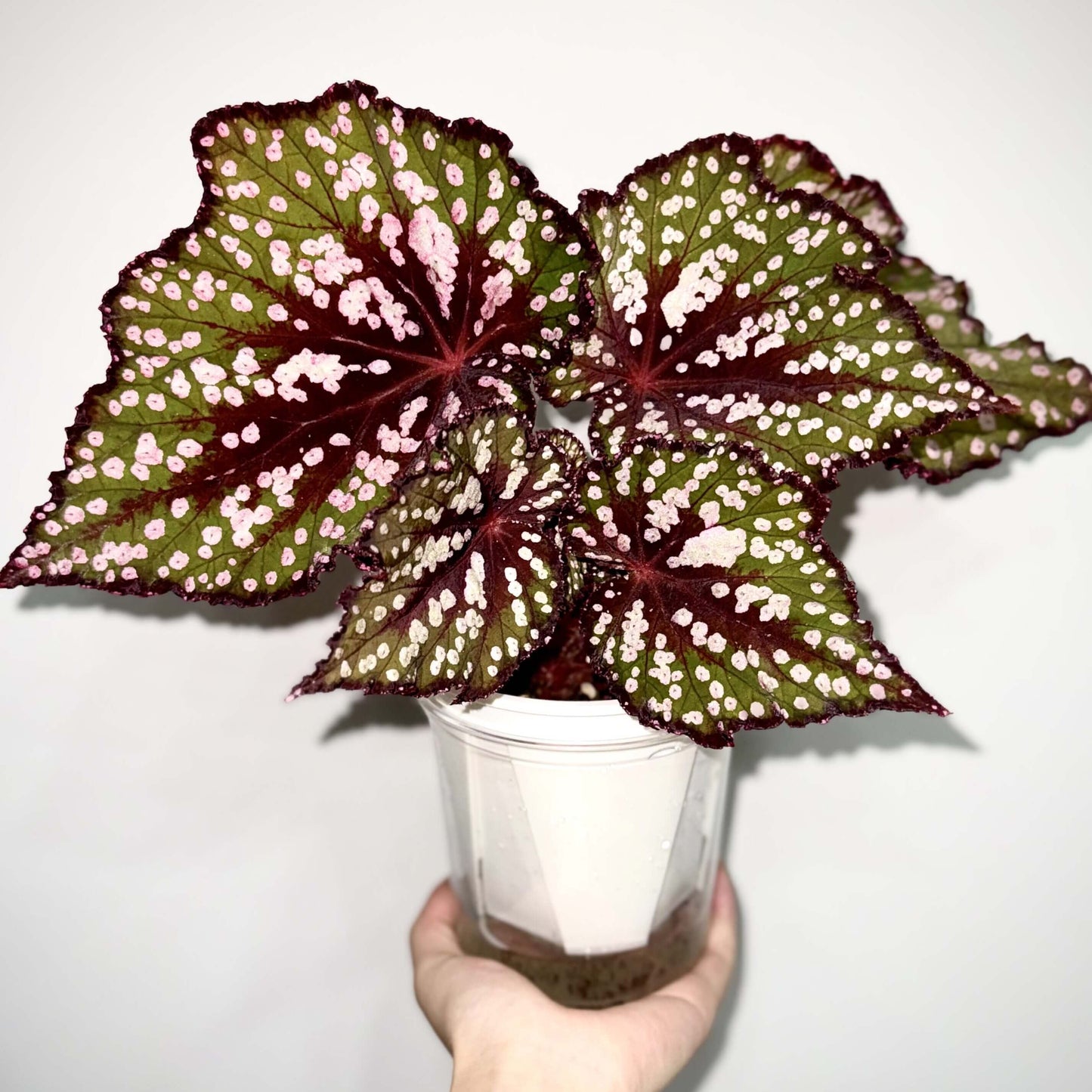 Begonia “Pop Rocks” is a dazzling hybrid begonia known for its playful, candy-like foliage. The heart-shaped leaves shimmer with a deep burgundy to emerald base, scattered with iridescent pink and silver speckles that resemble tiny bursts of sparkling candy. In natural daylight, the plant glows with rich green and red hues, while in lower light, its leaves reveal a striking turquoise sheen — almost like a hidden layer of magic.