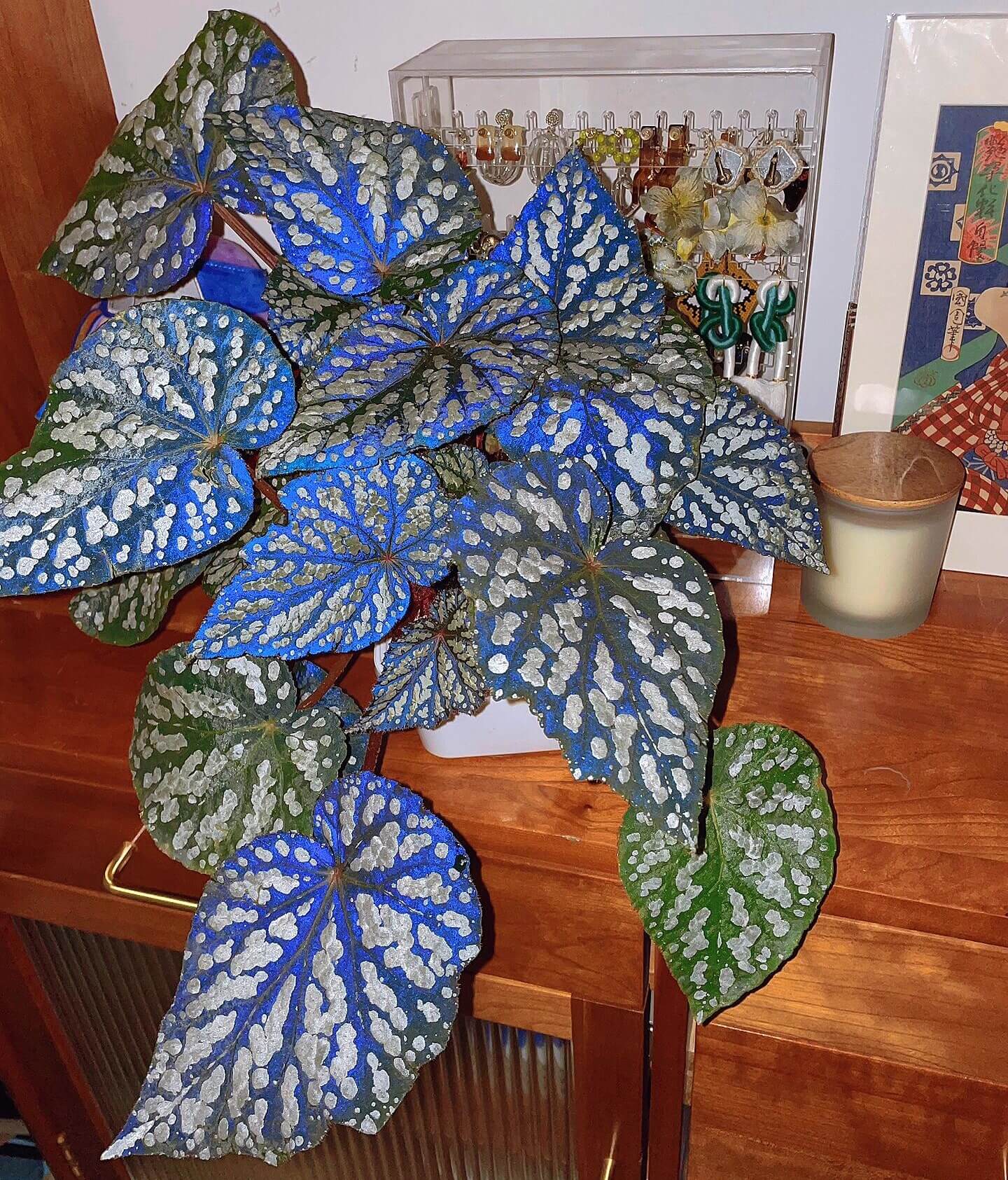 Begonia ‘Queen Elizabeth’ is a hybrid begonia distinguished by its striking foliage. The leaves are deep green with prominent silver-white markings that create a dramatic contrast. Under low light or camera flash, the foliage reveals an enchanting bluish iridescence, giving the plant a mysterious, almost magical glow.