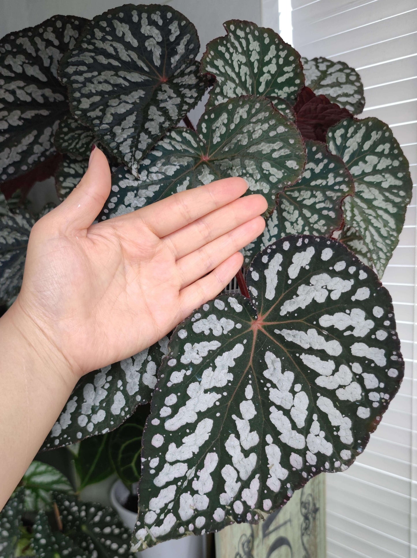 Begonia ‘Queen Elizabeth’ is a hybrid begonia distinguished by its striking foliage. The leaves are deep green with prominent silver-white markings that create a dramatic contrast. Under low light or camera flash, the foliage reveals an enchanting bluish iridescence, giving the plant a mysterious, almost magical glow.