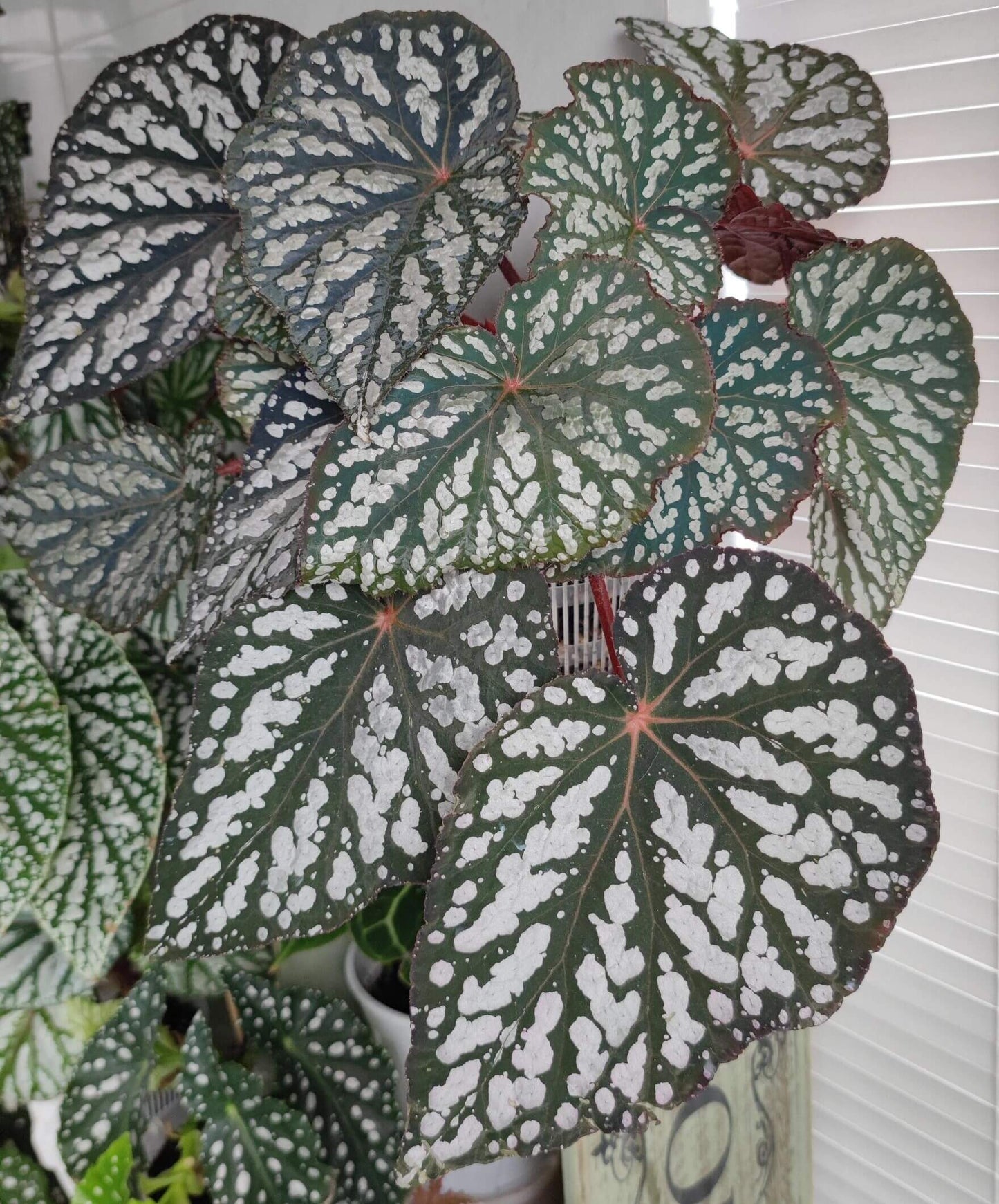 Begonia ‘Queen Elizabeth’ is a hybrid begonia distinguished by its striking foliage. The leaves are deep green with prominent silver-white markings that create a dramatic contrast. Under low light or camera flash, the foliage reveals an enchanting bluish iridescence, giving the plant a mysterious, almost magical glow.