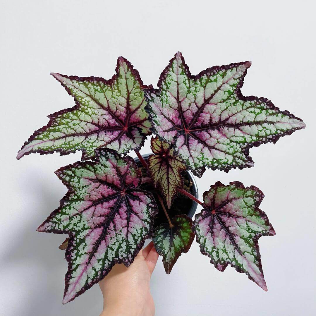 Begonia 'Robert Golden' is a captivating rhizomatous begonia known for its stunning foliage. The large, hand-shaped leaves feature a beautiful blend of deep green, maroon, silver, and soft pink tones. The scalloped edges and fine hairs on the leaves add texture and depth, making this begonia a true standout in any collection.