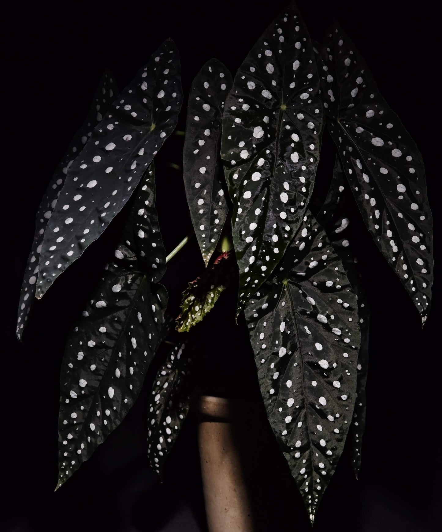Begonia ‘Sierra Mountain King’ is a cane-like hybrid between Begonia maculata and Begonia lubbersii, forming a vigorous, upright bush. Its elongated angel-wing leaves are dark green with prominent silvery spots and reddish undersides.