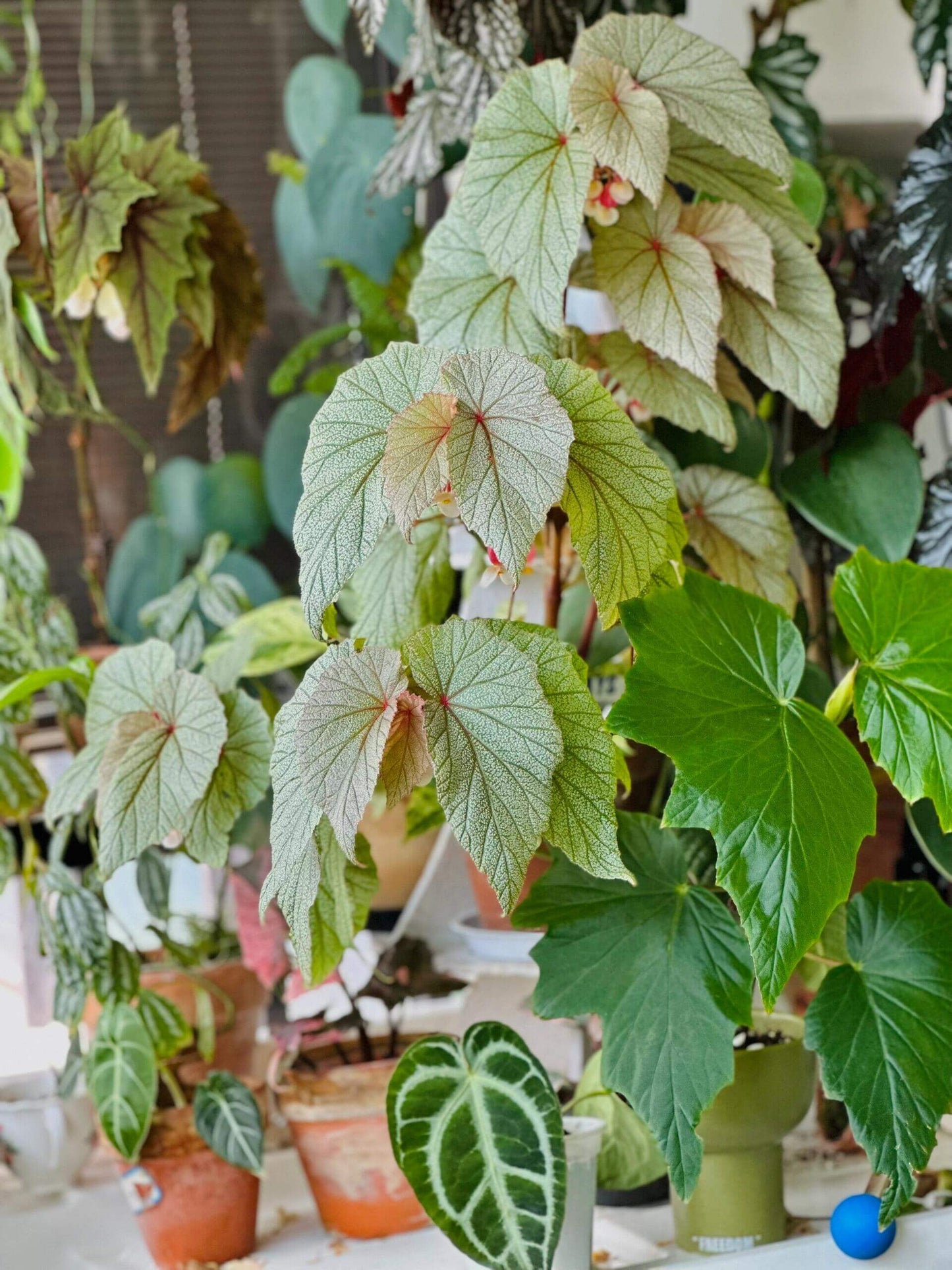 Begonia 'Sinbad' is a striking hybrid begonia known for its attractive foliage and vibrant blooms. A cross between Begonia dipetala and a shrubby cane-type begonia, it features thick, cane-like stems and wing-shaped leaves with a silvery-green, pebbled texture. The plant produces clusters of small, pink, pendulous flowers that bloom from winter through summer.