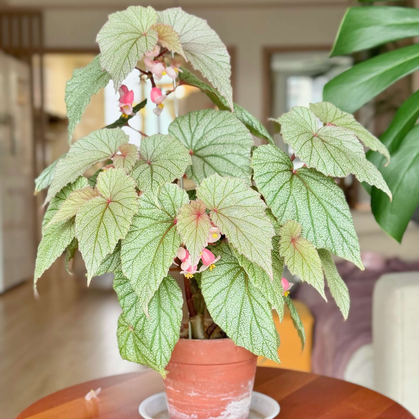 Begonia 'Sinbad' is a striking hybrid begonia known for its attractive foliage and vibrant blooms. A cross between Begonia dipetala and a shrubby cane-type begonia, it features thick, cane-like stems and wing-shaped leaves with a silvery-green, pebbled texture. The plant produces clusters of small, pink, pendulous flowers that bloom from winter through summer.