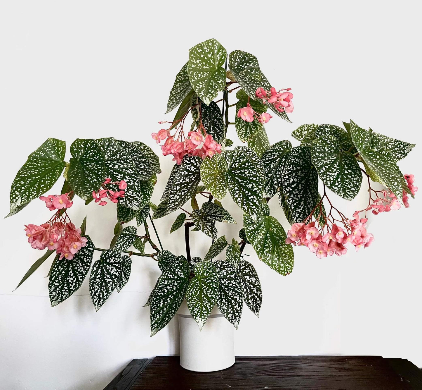 Begonia 'Snow Capped' is a fast-growing, cane-like hybrid known for its striking foliage and ease of care. This cultivar features medium green, oval-shaped leaves adorned with numerous white spots, giving it a snow-dusted appearance. It produces pink to rosy-pink flowers in bright light, which hang in medium-sized clusters, making it an excellent choice for hanging baskets or as a bushy tabletop plant.