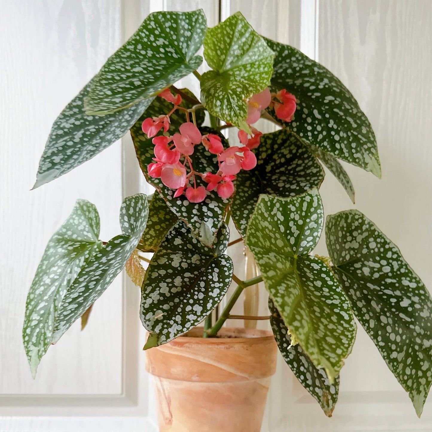 Begonia 'Snow Capped' is a fast-growing, cane-like hybrid known for its striking foliage and ease of care. This cultivar features medium green, oval-shaped leaves adorned with numerous white spots, giving it a snow-dusted appearance. It produces pink to rosy-pink flowers in bright light, which hang in medium-sized clusters, making it an excellent choice for hanging baskets or as a bushy tabletop plant.
