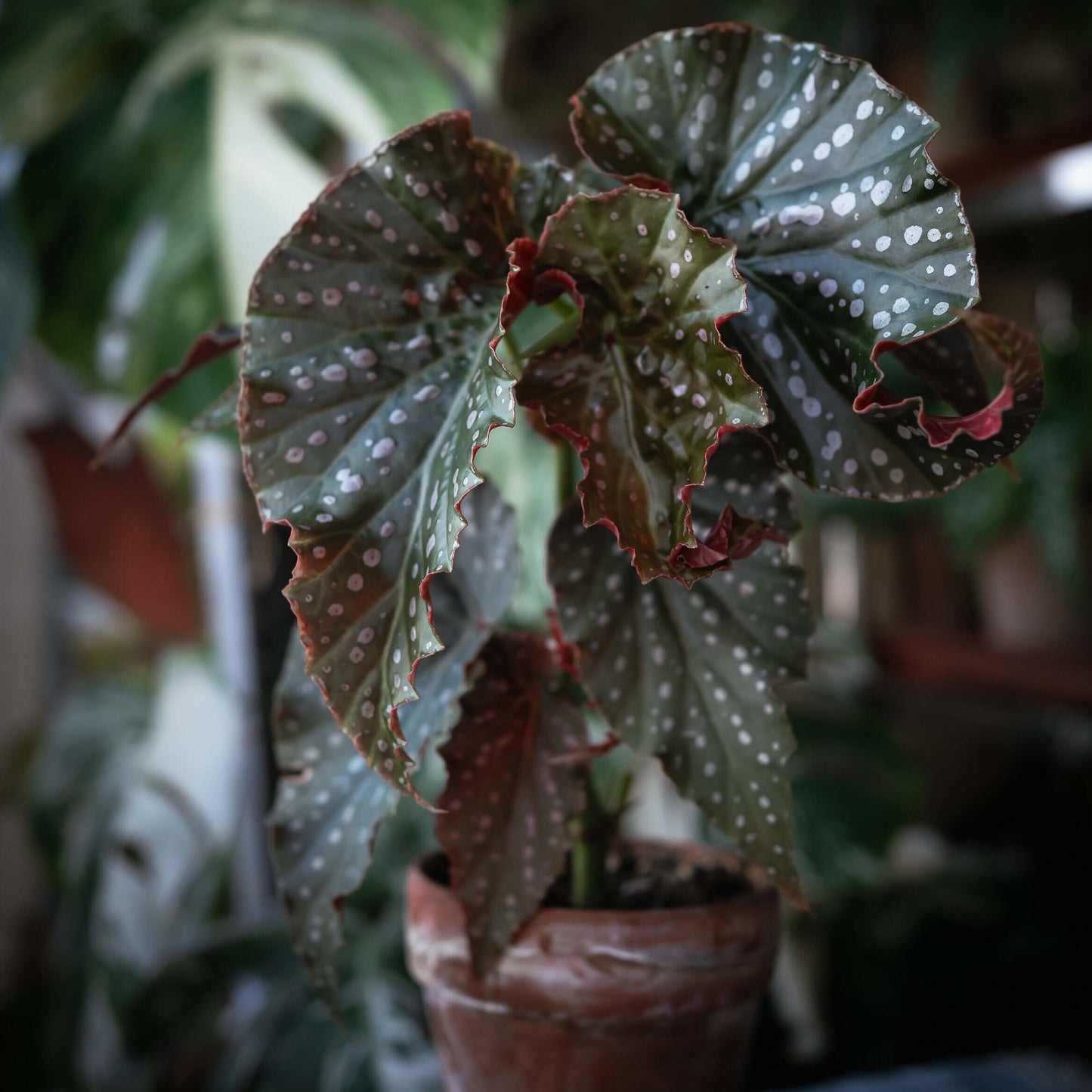 Begonia ‘Snowflex’ is a hybrid begonia with deep green leaves decorated with white to light pink spots. The leaf edges are lined with a delicate ring of silvery-white markings, giving the plant a striking, ornamental look.