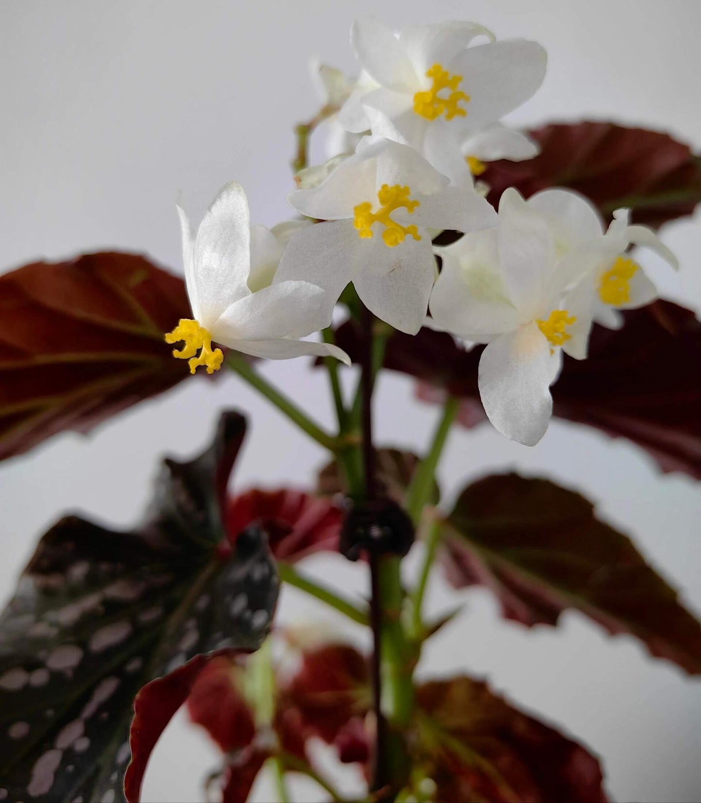 Begonia ‘Snowflex’ is a hybrid begonia with deep green leaves decorated with white to light pink spots. The leaf edges are lined with a delicate ring of silvery-white markings, giving the plant a striking, ornamental look.