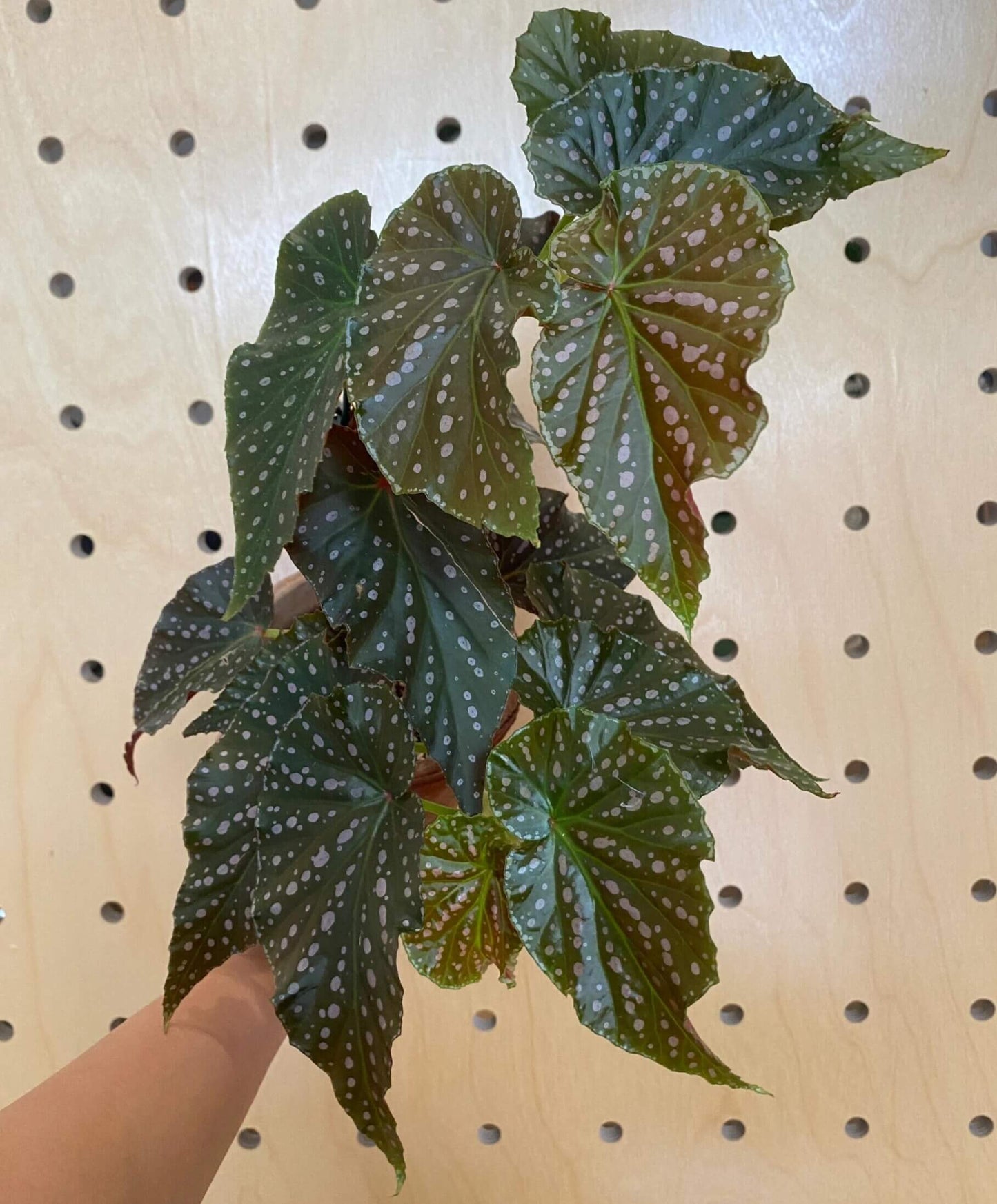 Begonia ‘Snowflex’ is a hybrid begonia with deep green leaves decorated with white to light pink spots. The leaf edges are lined with a delicate ring of silvery-white markings, giving the plant a striking, ornamental look.