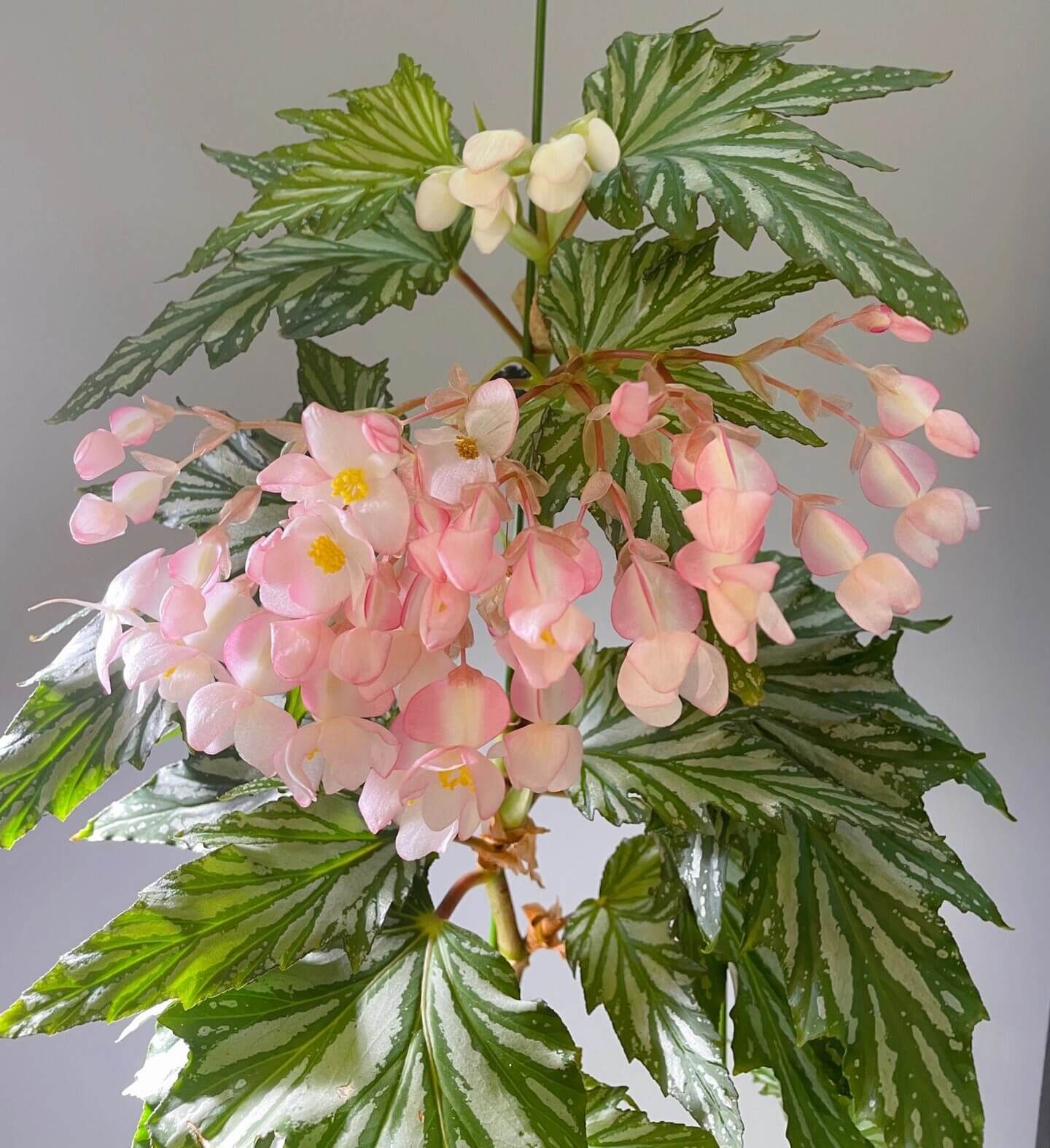 Begonia ‘Sophie Cecile’ (also known as ‘Sophia’ in some contexts) is a striking cane-stem or “angel wing” begonia cultivar first created by hybridizer Belva Nelson Kusler in 1961, via a cross between Begonia ‘Lenore Olivier’ and Begonia aconitifolia.