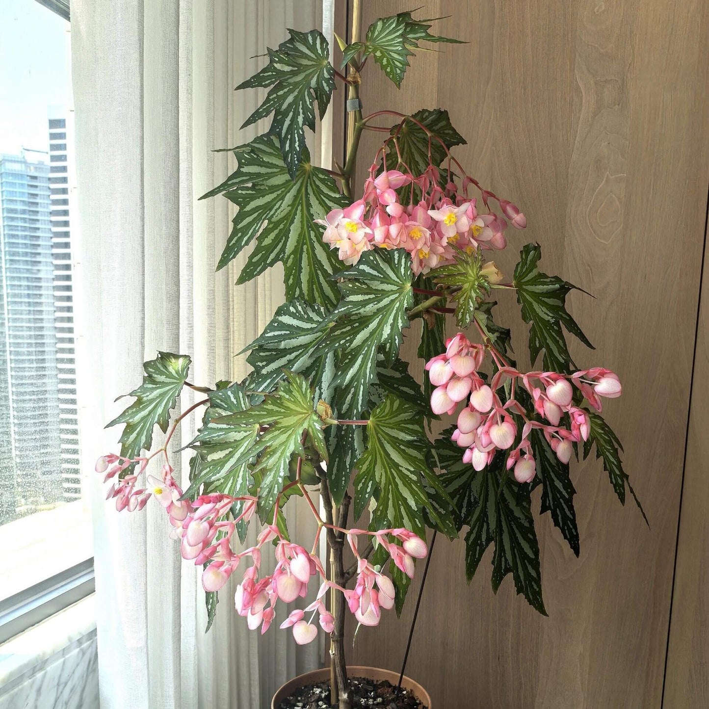 Begonia ‘Sophie Cecile’ (also known as ‘Sophia’ in some contexts) is a striking cane-stem or “angel wing” begonia cultivar first created by hybridizer Belva Nelson Kusler in 1961, via a cross between Begonia ‘Lenore Olivier’ and Begonia aconitifolia.