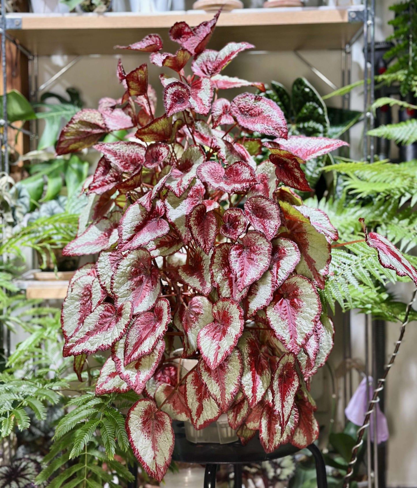 Begonia 'Tambourine' is a captivating and vibrant plant that adds an exotic touch to any indoor or outdoor garden. Known for its striking foliage, this begonia features large, asymmetrical leaves with deep red, burgundy hues, and silver or white markings along the edges. The beautiful leaves create an eye-catching display, making it a standout in any collection. Though primarily grown for its foliage, Begonia 'Tambourine' may also produce small, delicate flowers under the right conditions.