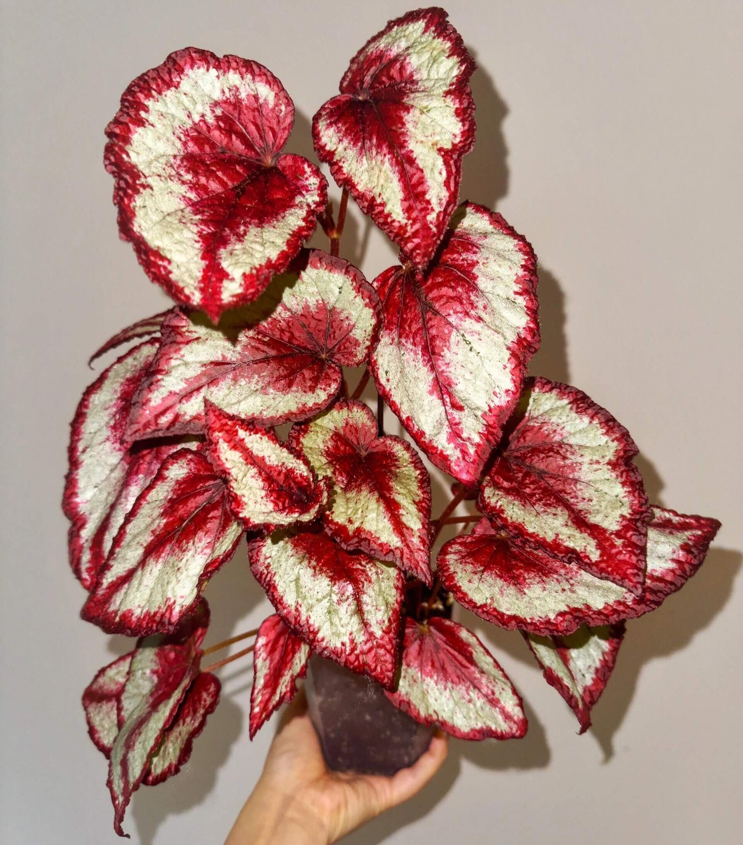 Begonia 'Tambourine' is a captivating and vibrant plant that adds an exotic touch to any indoor or outdoor garden. Known for its striking foliage, this begonia features large, asymmetrical leaves with deep red, burgundy hues, and silver or white markings along the edges. The beautiful leaves create an eye-catching display, making it a standout in any collection. Though primarily grown for its foliage, Begonia 'Tambourine' may also produce small, delicate flowers under the right conditions.