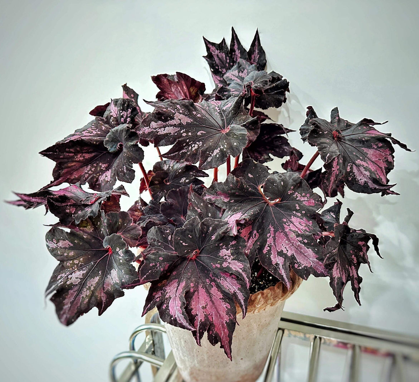 Begonia 'Thundercloud' is a striking hybrid begonia from Japan, known for its dramatic, dark leaves with stunning purple-pink markings. These unique leaves exhibit a striking metallic sheen when exposed to light, creating a dazzling, lightning-like reflection. The leaves are irregularly polygonal in shape, resembling the jagged edges of a maple leaf, with the center of the leaf spiraling in a pattern reminiscent of a snail shell.