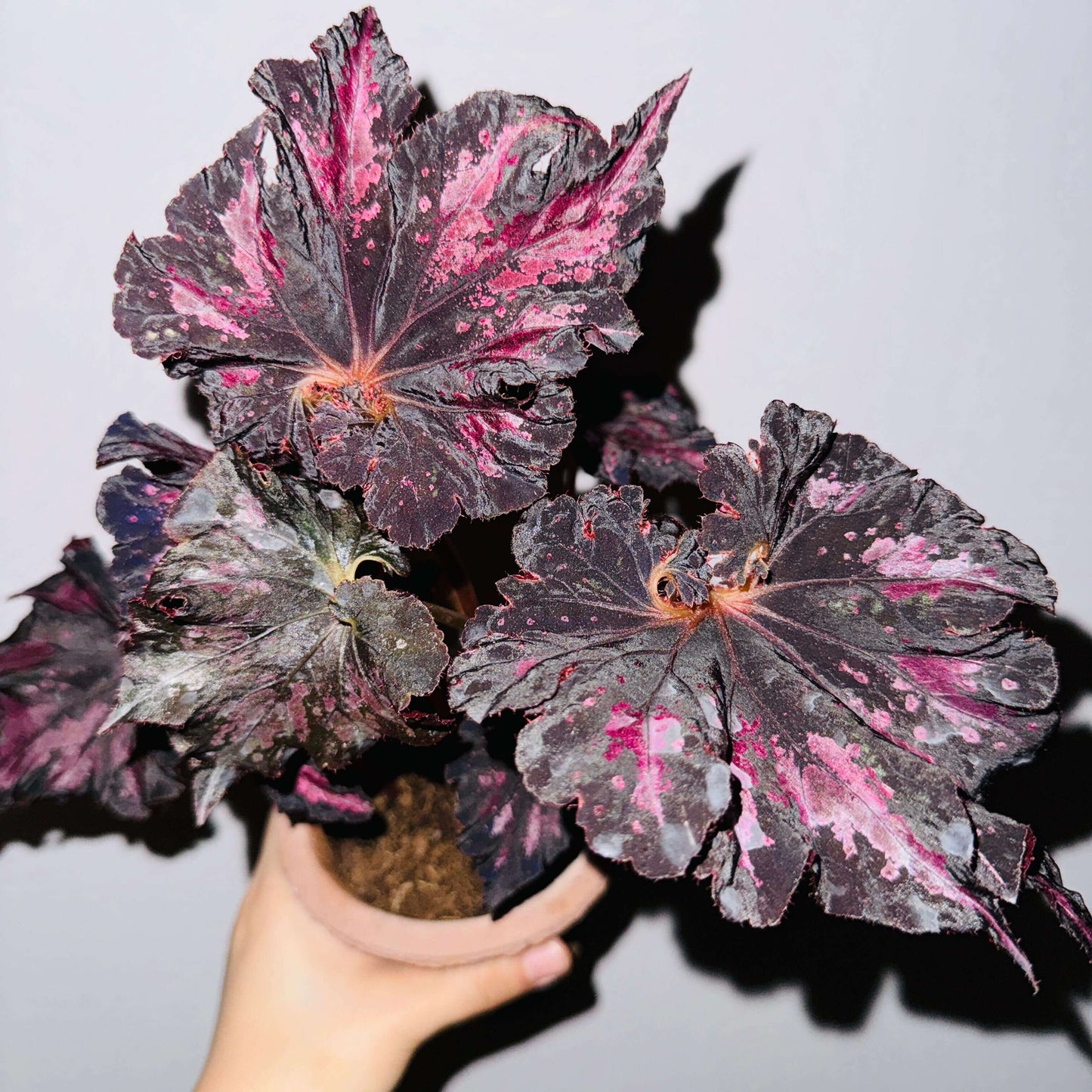 Begonia 'Thundercloud' is a striking hybrid begonia from Japan, known for its dramatic, dark leaves with stunning purple-pink markings. These unique leaves exhibit a striking metallic sheen when exposed to light, creating a dazzling, lightning-like reflection. The leaves are irregularly polygonal in shape, resembling the jagged edges of a maple leaf, with the center of the leaf spiraling in a pattern reminiscent of a snail shell.