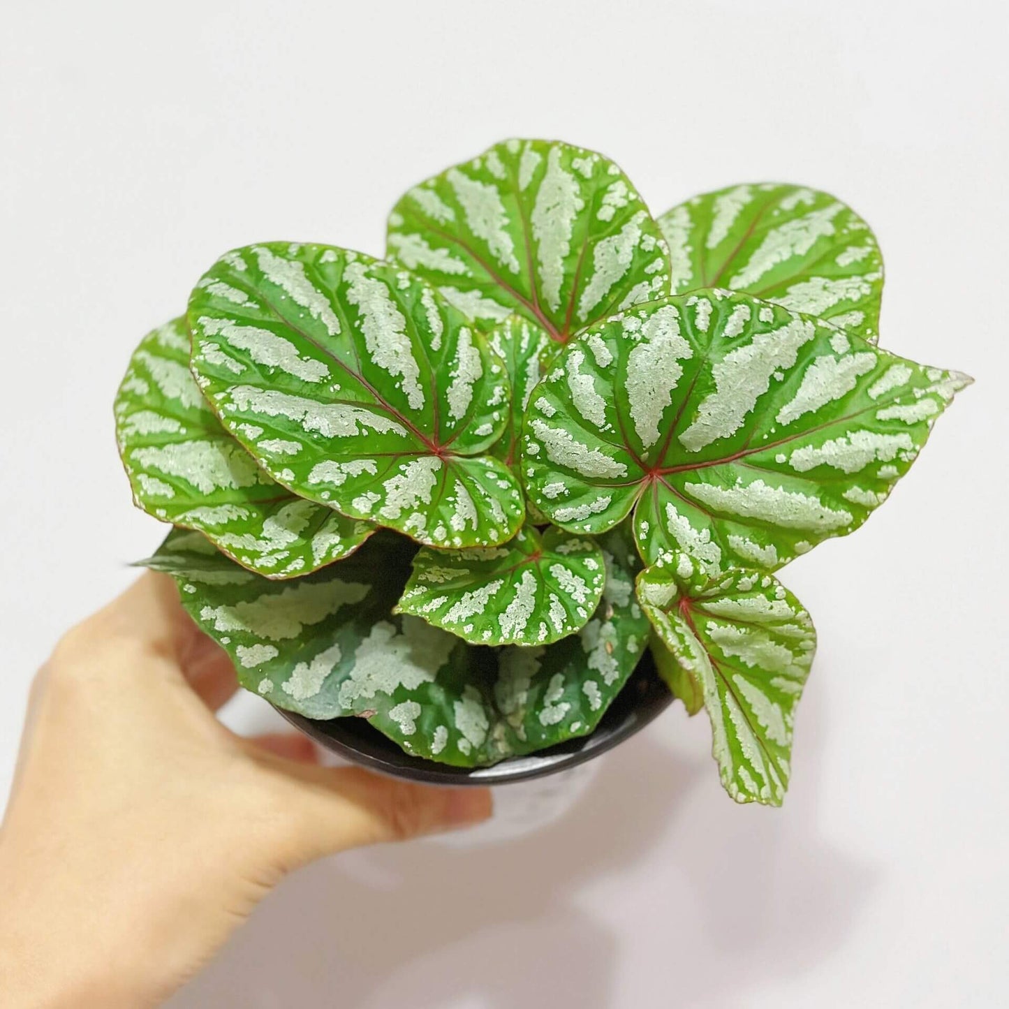 Begonia ‘Tropical Girl’ features leaves with a rich green base color, overlaid with irregular silvery-white mottling that appears brush-painted and radiates outward along the main veins, creating strong depth and contrast. The veins and petioles display subtle reddish tones, adding a distinctive touch of tropical elegance.