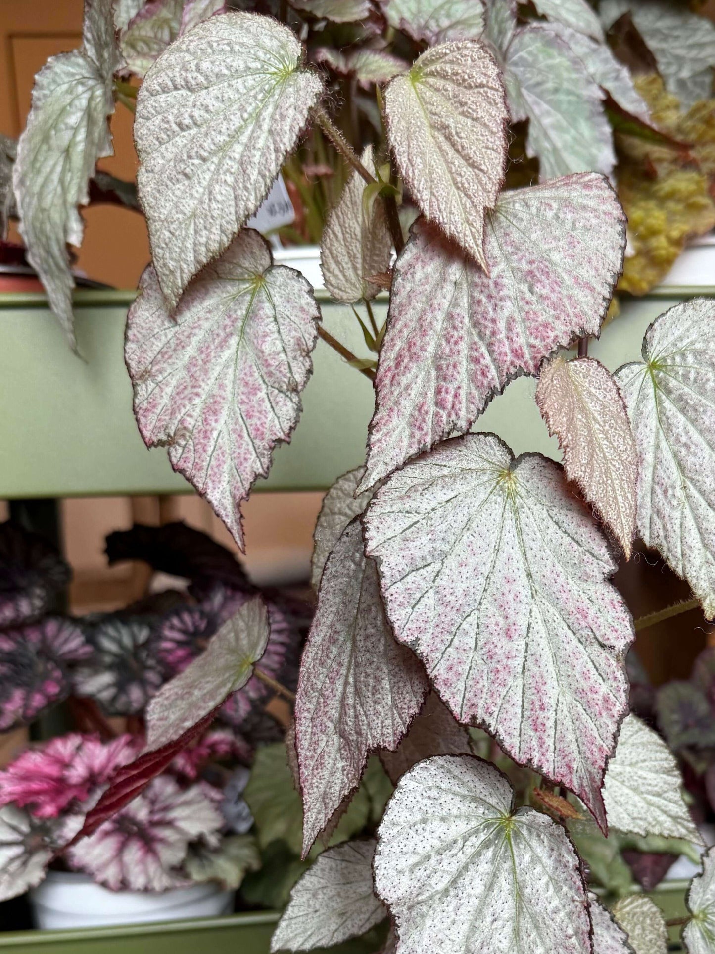 Begonia 'Two Face' is a striking ornamental plant known for its dramatic, two-tone foliage. This cultivar features silver leaves with a hint of pink, retaining deep purple edges and a burgundy underside, creating a bold contrast that adds visual interest to any indoor space. The leaves are small and grooved, giving them a textured appearance. Mature plants typically reach a height of 30–40 cm (12–16 inches) and a width of 30 cm (12 inches).