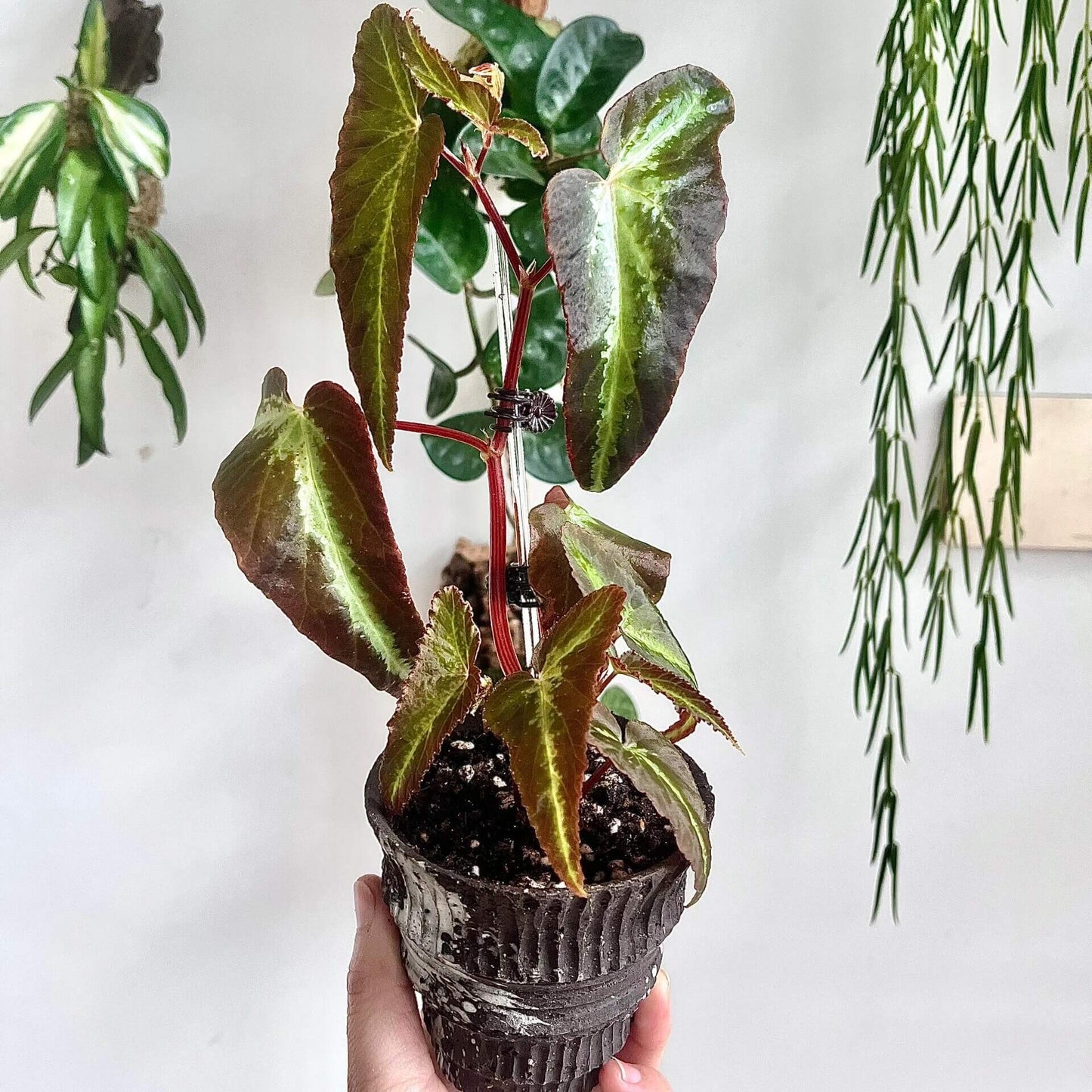Begonia variabilis ‘Narrow Gold Leaf’ is a highly ornamental begonia with deep brown to nearly black leaves, highlighted by a slender, vivid golden-green midrib that catches the light beautifully. Its elegant form and striking color contrast make it a standout in any plant collection. This begonia thrives in high humidity and moderate light, making it an excellent choice for terrariums, greenhouses, or indoor spaces with controlled conditions.
