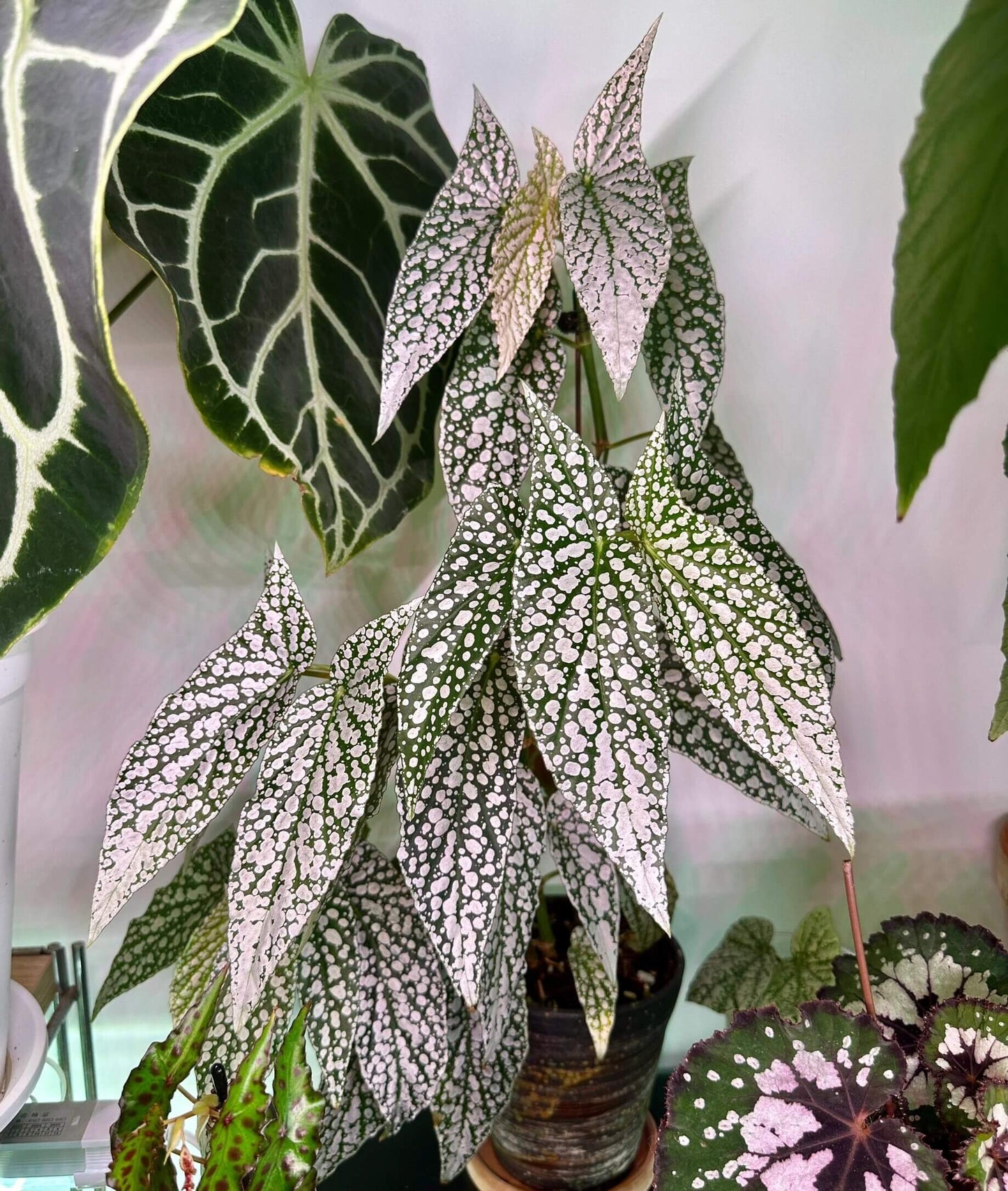 Begonia ‘White Ice’ is a cane-type hybrid begonia with deep green, long, narrow, asymmetrical leaves densely covered in silvery-white spots, creating a frosted “white ice” effect. Mature leaves typically measure 10–20 cm in length. It produces delicate pale pink flowers in clusters, providing a soft contrast to its striking foliage.