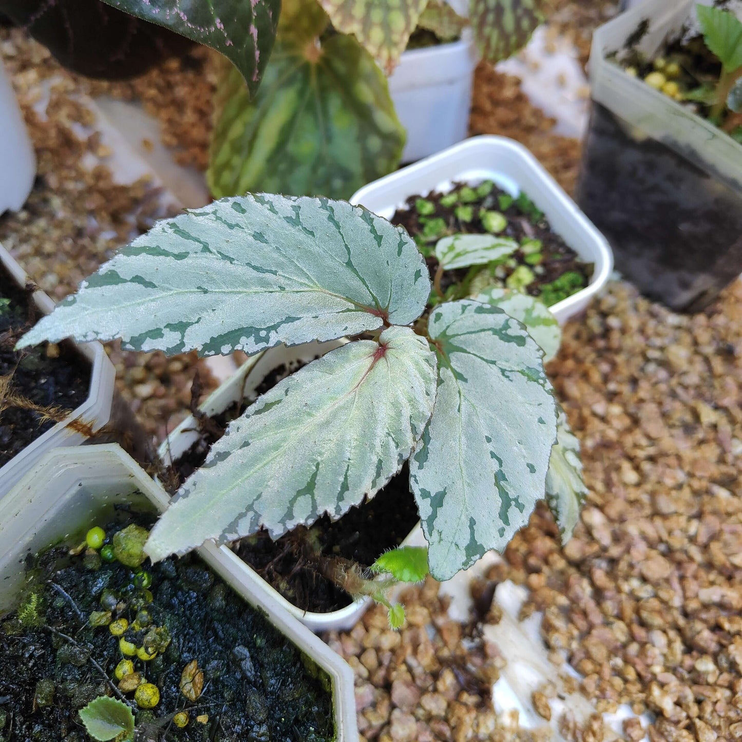Begonia ‘White Peacock’ is a hybrid begonia with elongated, teardrop-shaped leaves that taper to a graceful point. Although the foliage is green, it is almost entirely overlaid with shimmering silver markings, giving the plant a bright, silvery appearance and a refined ornamental quality.