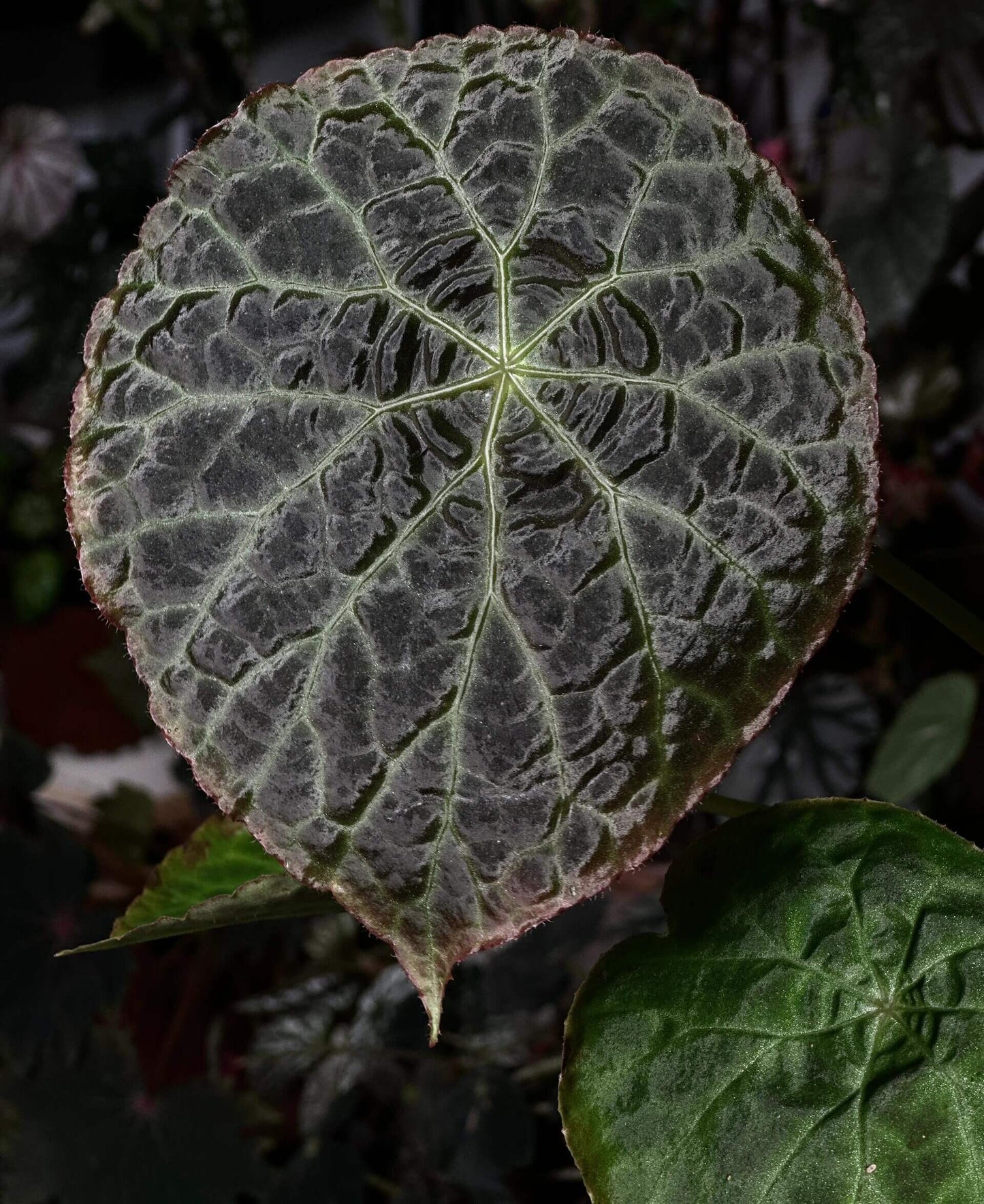 Begonia (goegoensis × natunaensis) is a hybrid created from Begonia goegoensis and Begonia natunaensis. This hybrid combines the unique characteristics of both parent species.