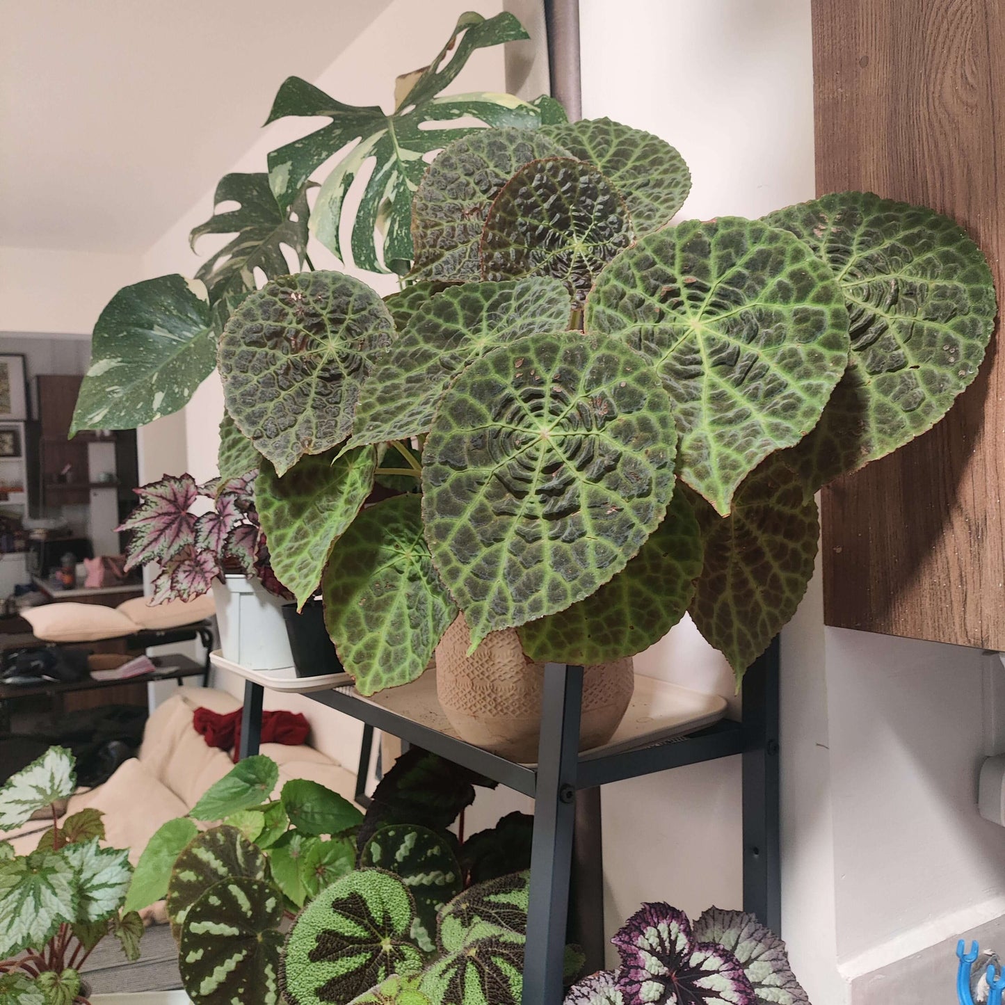 Begonia (goegoensis × natunaensis) is a hybrid created from Begonia goegoensis and Begonia natunaensis. This hybrid combines the unique characteristics of both parent species.