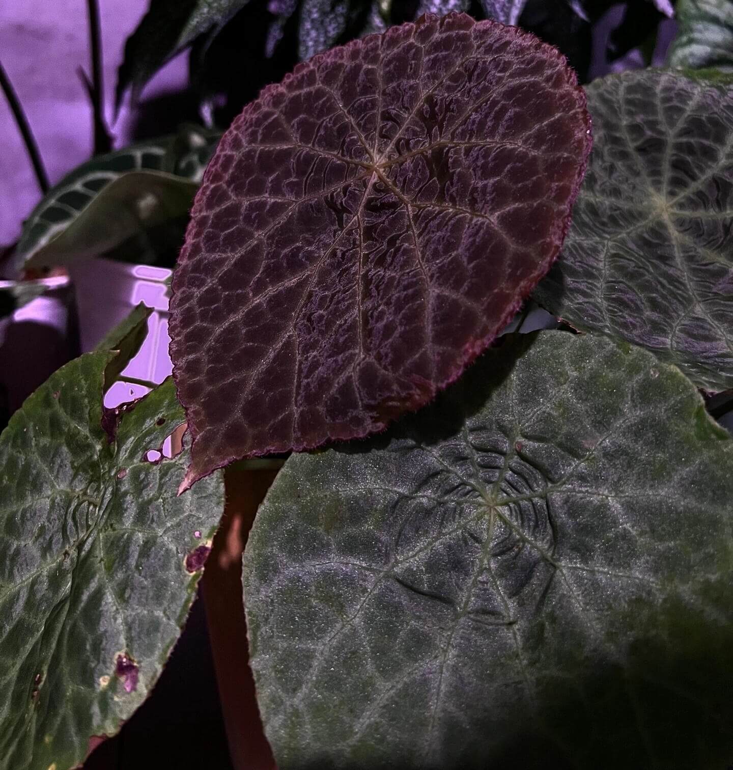 Begonia (goegoensis × natunaensis) is a hybrid created from Begonia goegoensis and Begonia natunaensis. This hybrid combines the unique characteristics of both parent species.