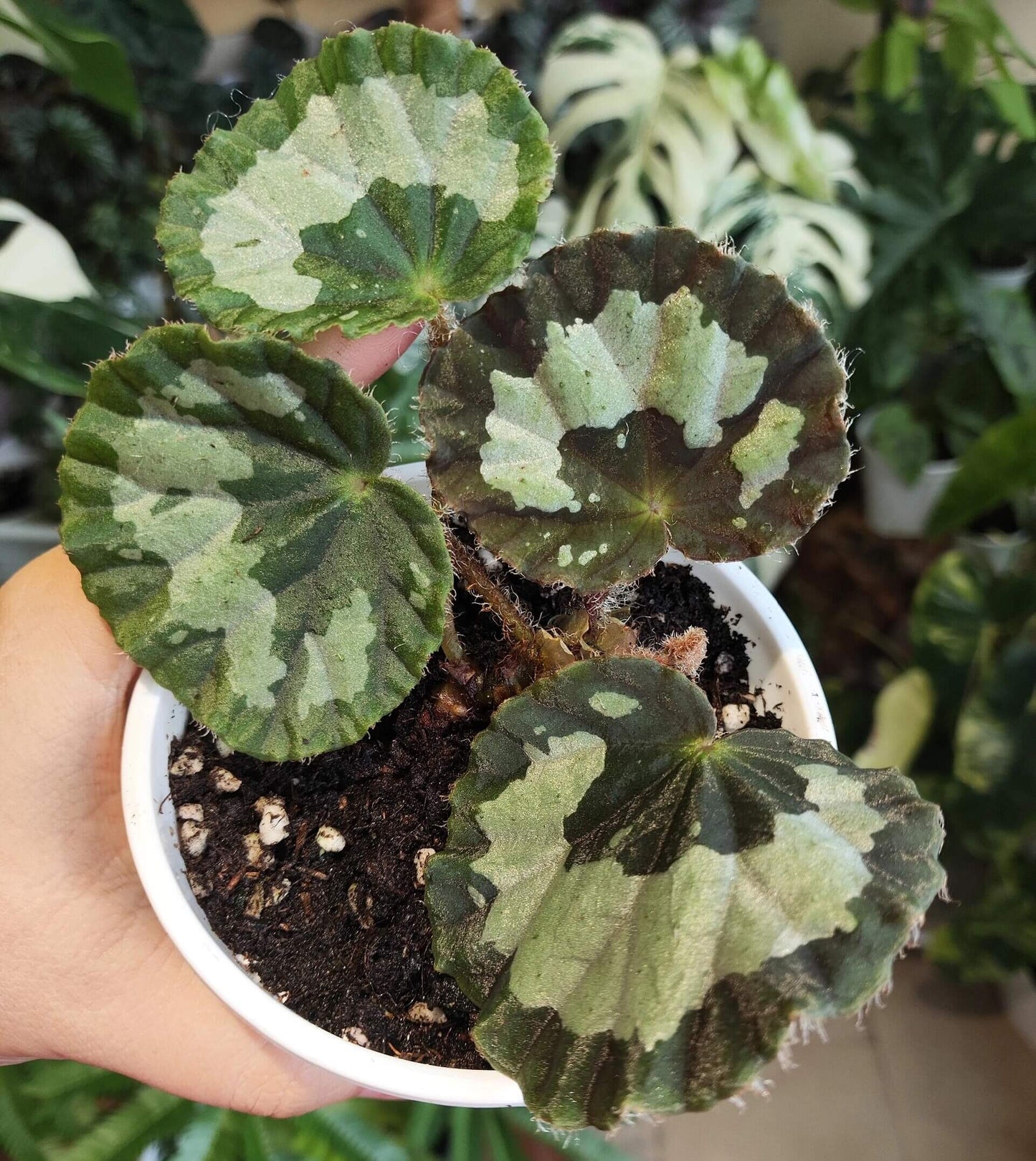 Begonia jingxiensis var. mashanica is a rare, rhizomatous perennial from the limestone hills and cave mouths of Guangxi, China. It grows by means of creeping underground stems that root at each node, sending up nearly circular, peltate leaves with softly scalloped edges and a fine fringe of hairs. Each leaf bears bold, irregular patches of pale silvery-green set against a deep green background, and new shoots sometimes show a muted bronze flush before settling into mature tones.