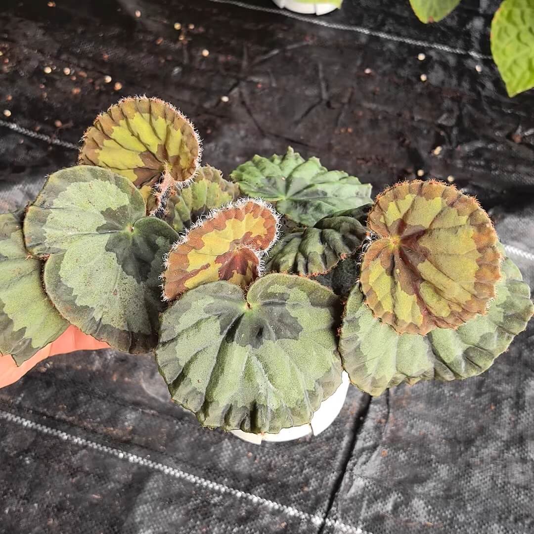 Begonia jingxiensis var. mashanica is a rare, rhizomatous perennial from the limestone hills and cave mouths of Guangxi, China. It grows by means of creeping underground stems that root at each node, sending up nearly circular, peltate leaves with softly scalloped edges and a fine fringe of hairs. Each leaf bears bold, irregular patches of pale silvery-green set against a deep green background, and new shoots sometimes show a muted bronze flush before settling into mature tones.