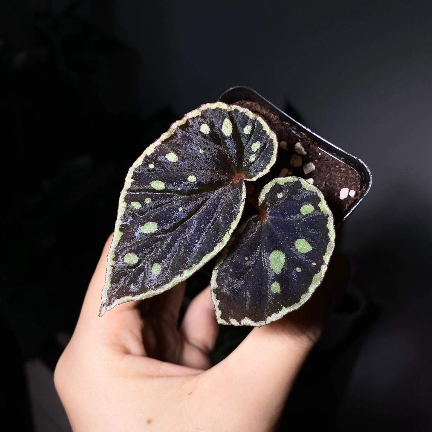 Begonia (sp. Kalimantan Umbrella × darthvaderiana) is a hybrid begonia known for its striking black foliage adorned with vibrant yellow spots, complemented by a yellow-edged border. Its unique appearance makes it an ideal plant for those seeking beauty and mystery. Perfect for experienced growers, it thrives in high-humidity environments and is an excellent choice for indoor spaces or terrariums.