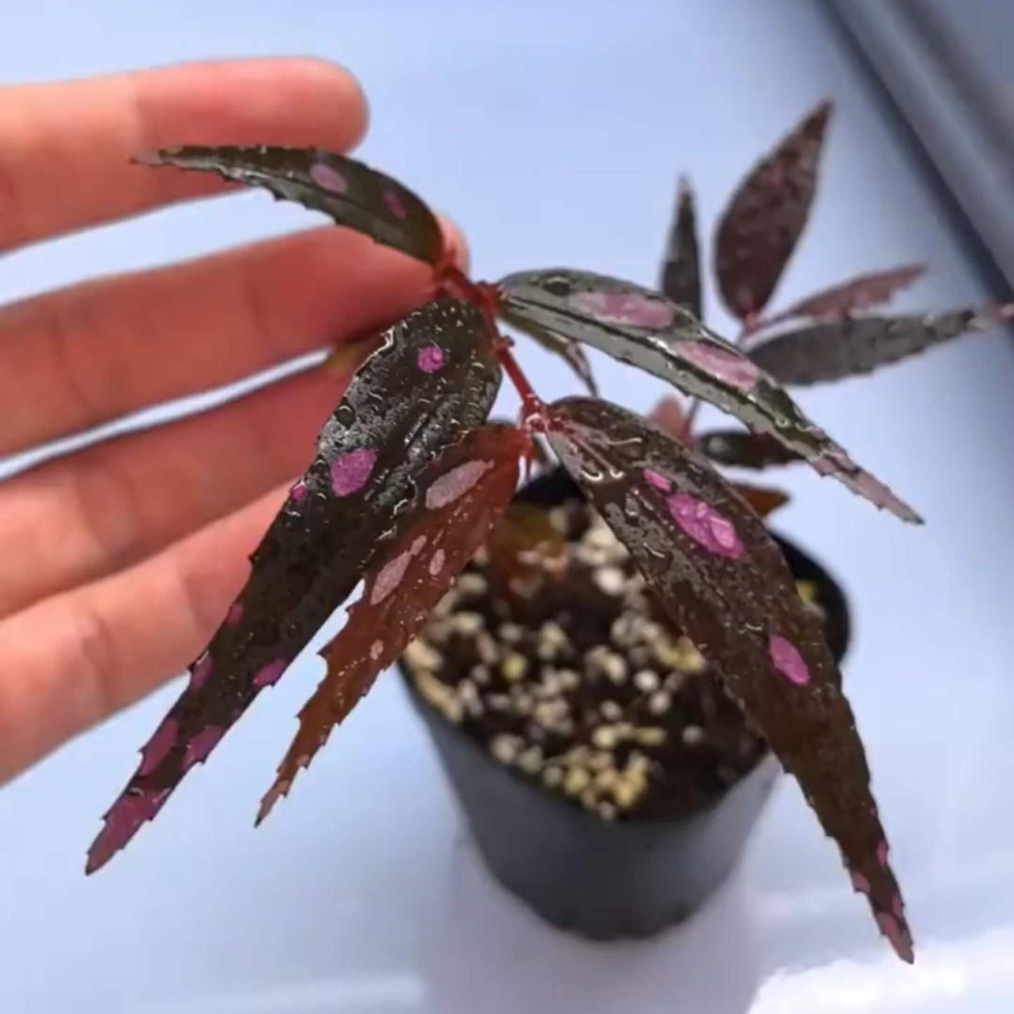 Begonia sp. Julau Type 2 is an eye-catching, rare species that originates from the lush rainforests of Borneo. Known for its stunning appearance, it features deep burgundy to almost black glossy leaves adorned with striking pink spots.