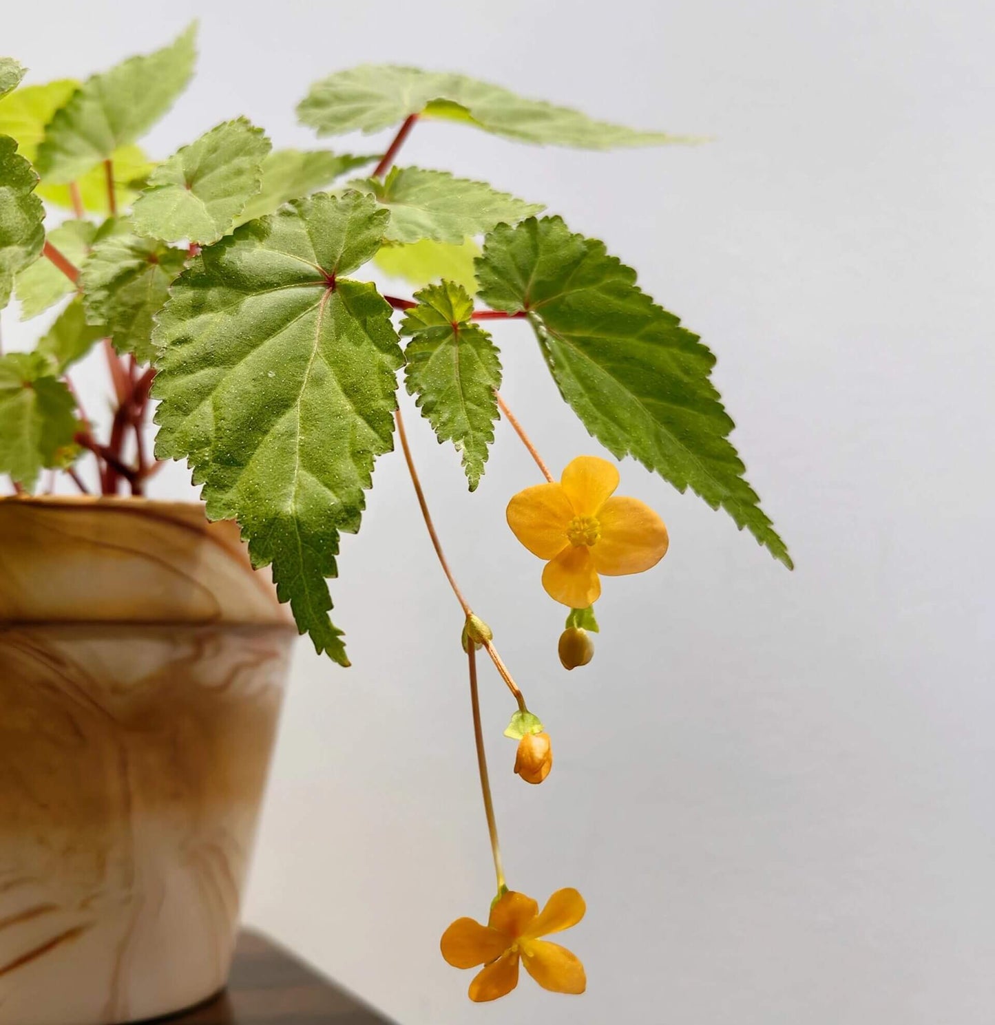 Begonia sutherlandii 'Papaya' is a tuberous perennial that produces clusters of soft orange flowers from midsummer to the first frosts. The plant typically grows to a height of 30 cm (12 inches) and has a trailing habit, making it ideal for hanging baskets or containers. The foliage is green with slight red tinges, adding to the plant's ornamental appeal. It is possibly hardy in drained soil with a good mulch, making it suitable for outdoor cultivation in milder climates.