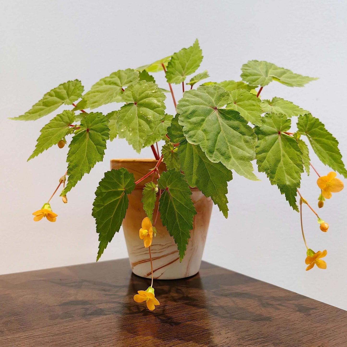 Begonia sutherlandii 'Papaya' is a tuberous perennial that produces clusters of soft orange flowers from midsummer to the first frosts. The plant typically grows to a height of 30 cm (12 inches) and has a trailing habit, making it ideal for hanging baskets or containers. The foliage is green with slight red tinges, adding to the plant's ornamental appeal. It is possibly hardy in drained soil with a good mulch, making it suitable for outdoor cultivation in milder climates.